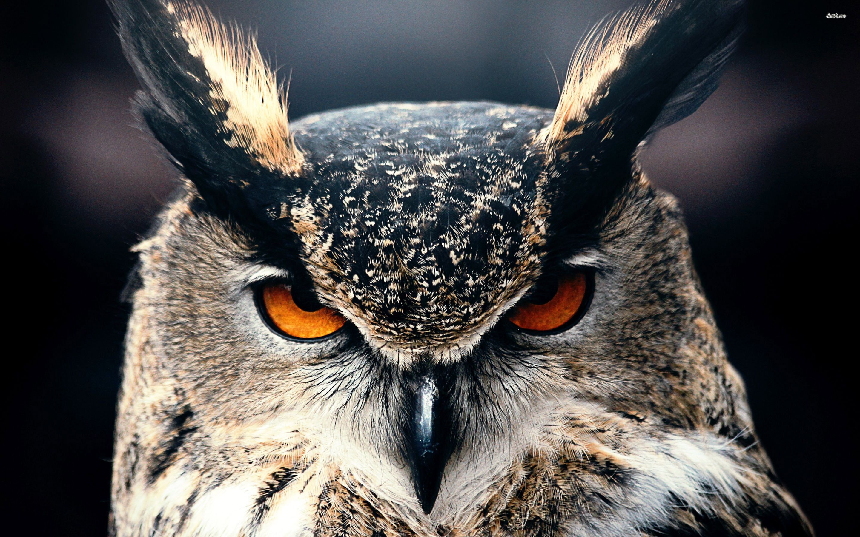 2880x1800 Eurasian Eagle Owl Wallpaper