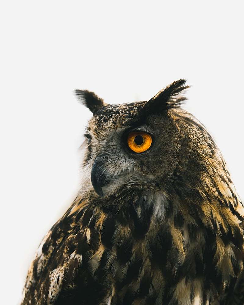 800x1000 Eagle owl, owl, predator, bird, beak, eyes, HD phone wallpaper