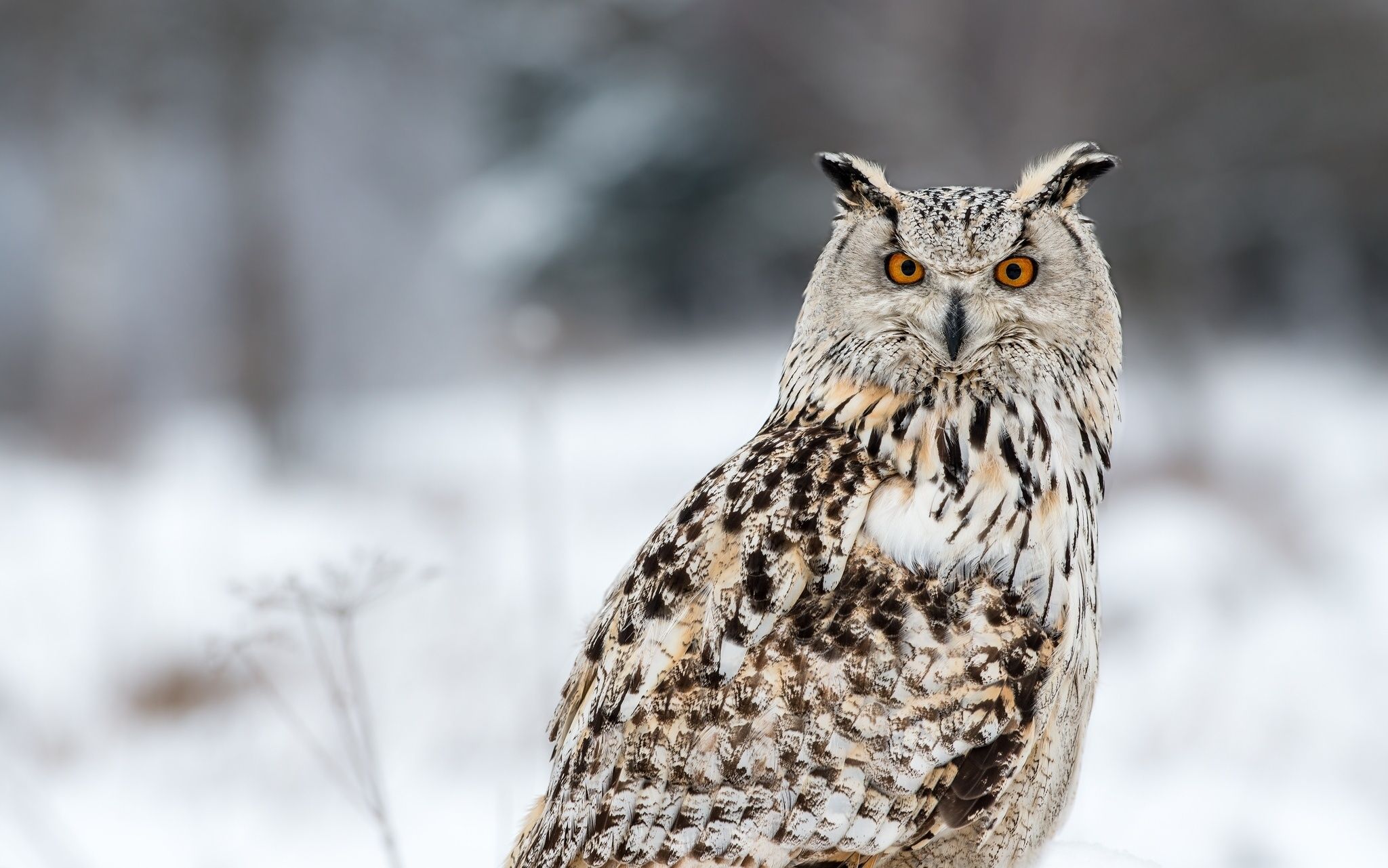 2048x1281 Eurasian Eagle Owl Wallpaper