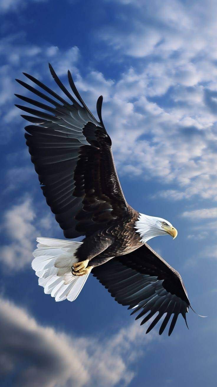 736x1313 Eagle Lovers