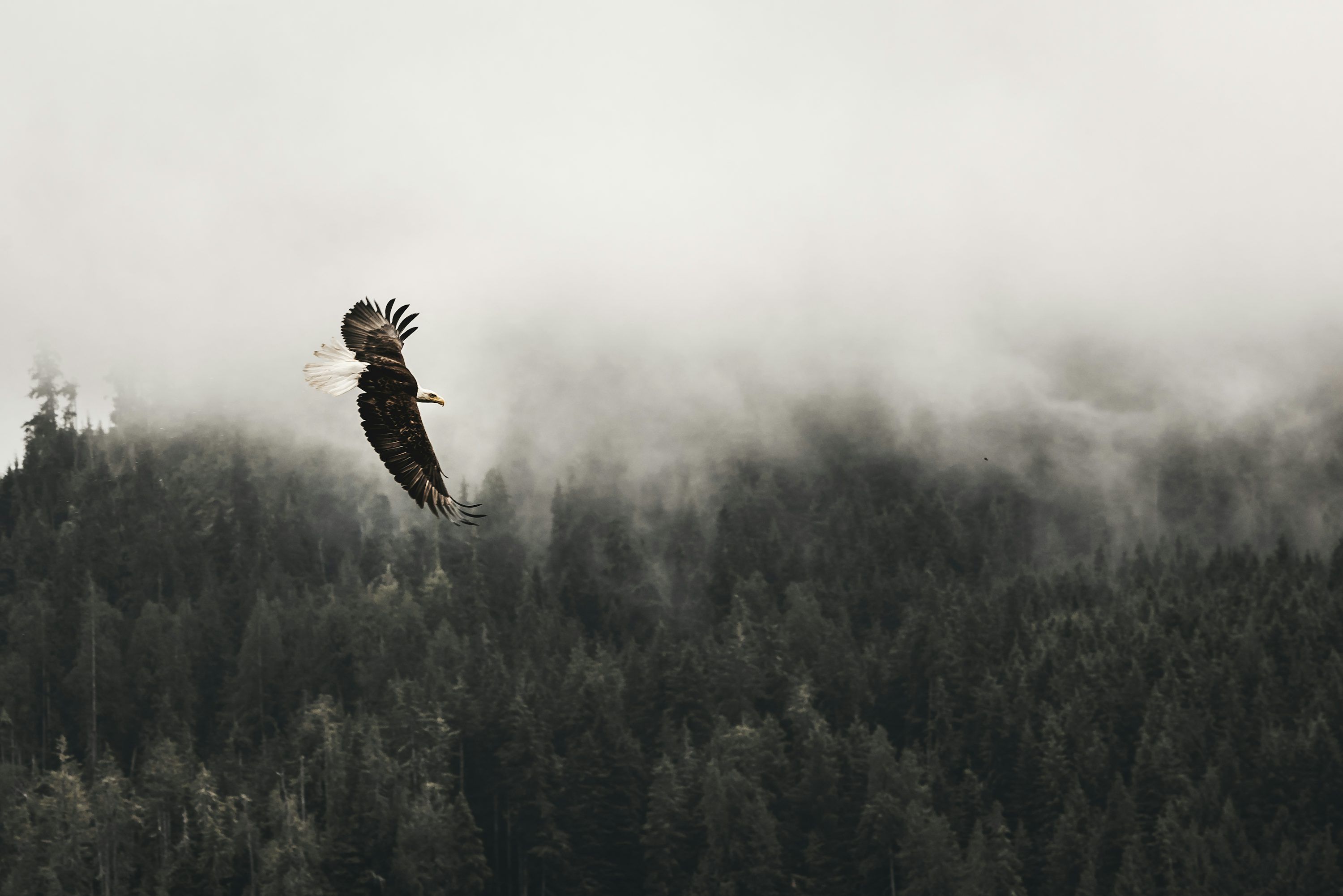 3000x2002 Eagle Soaring Picture. Download Free Image