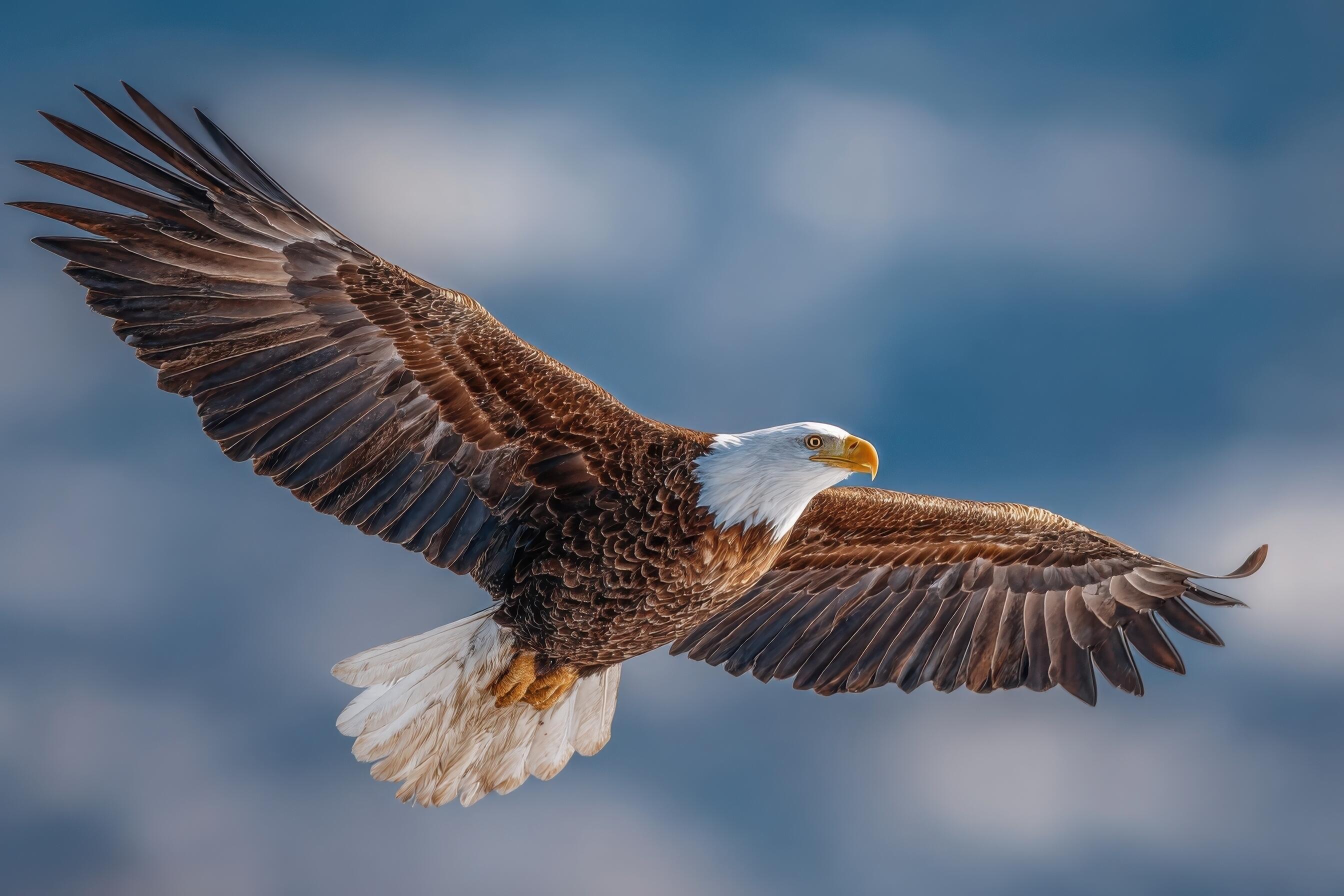 2688x1792 A bald eagle gracefully spreads its wings while flying over a blurred background, showcasing its powerful presence in the sky