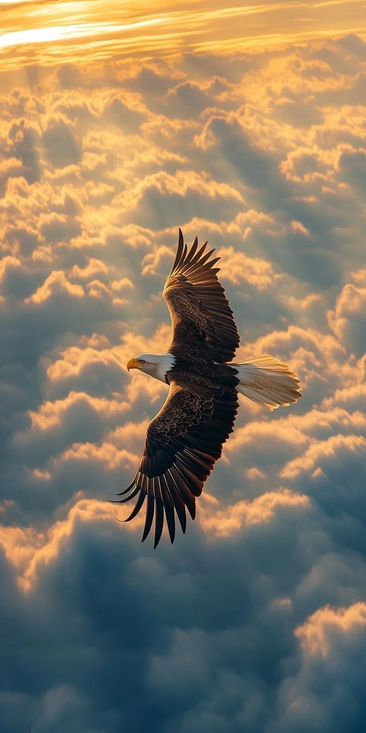 736x1472 待ち受け おしゃれ. Image real madrid, Eagle image, Eagle wallpaper