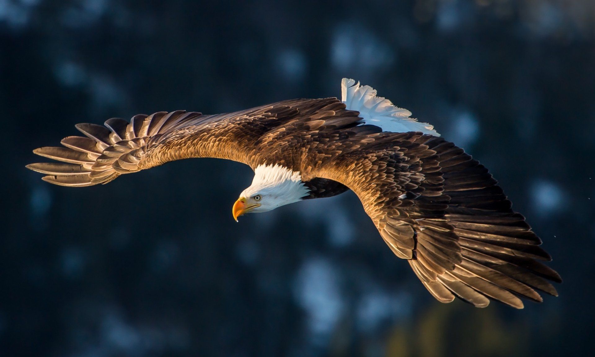 1920x1152 Majestic Bald Eagle Soaring