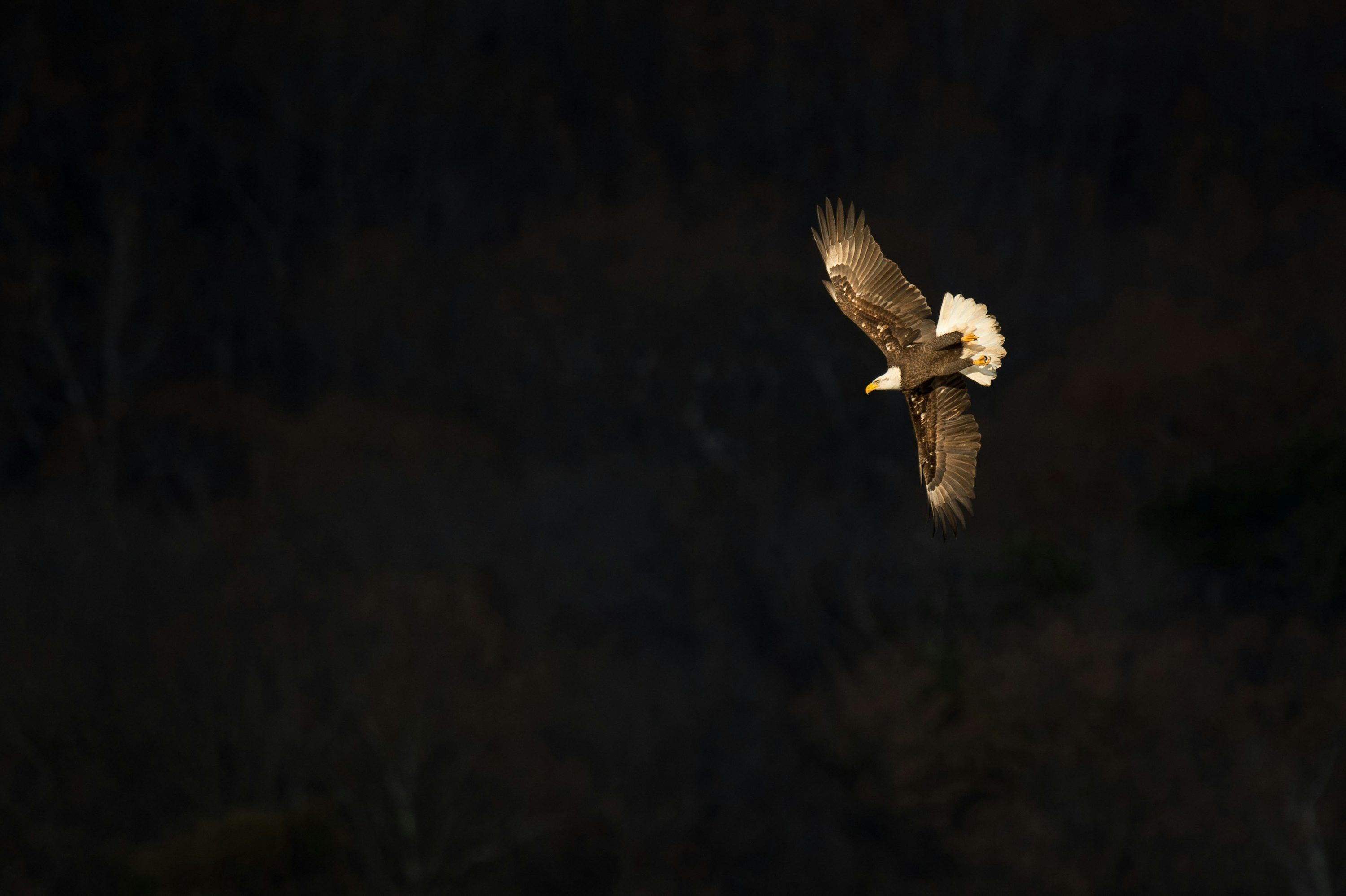 3000x1997 Bald eagle flying photo