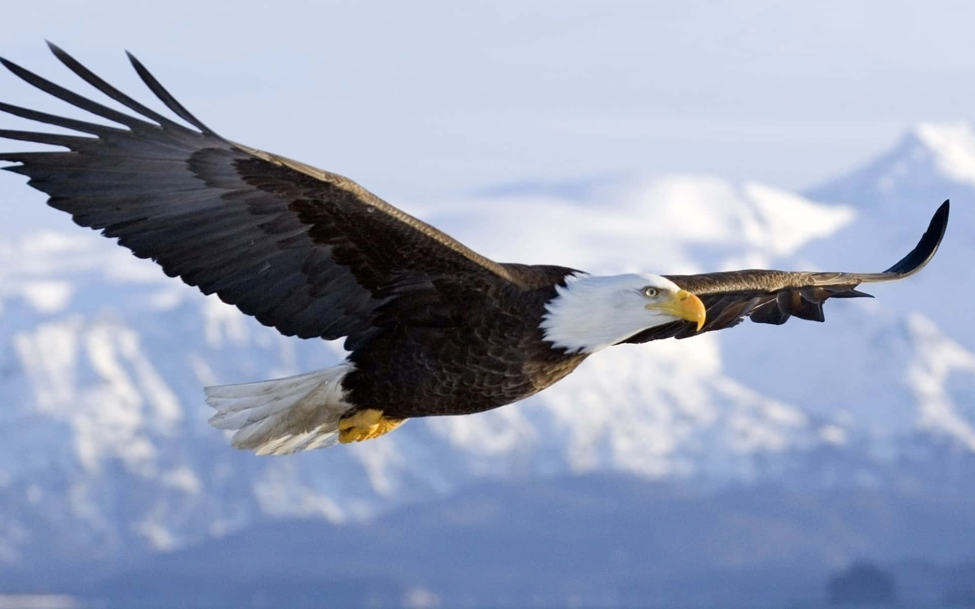 1920x1200 Download Flying Eagle Soaring In Arctic Landscape Wallpaper