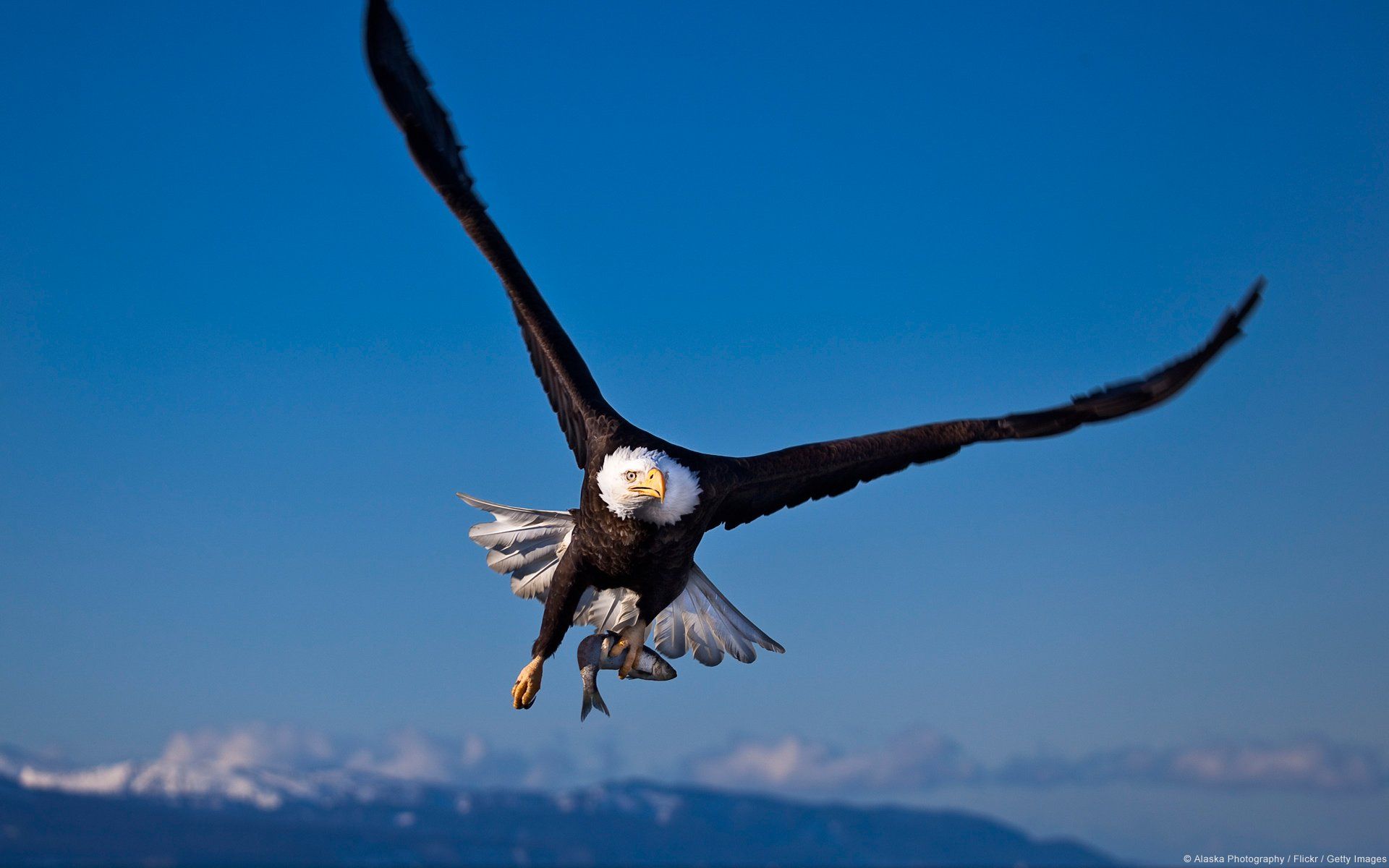 1920x1200 Majestic Bald Eagle in Flight Wallpaperx1200