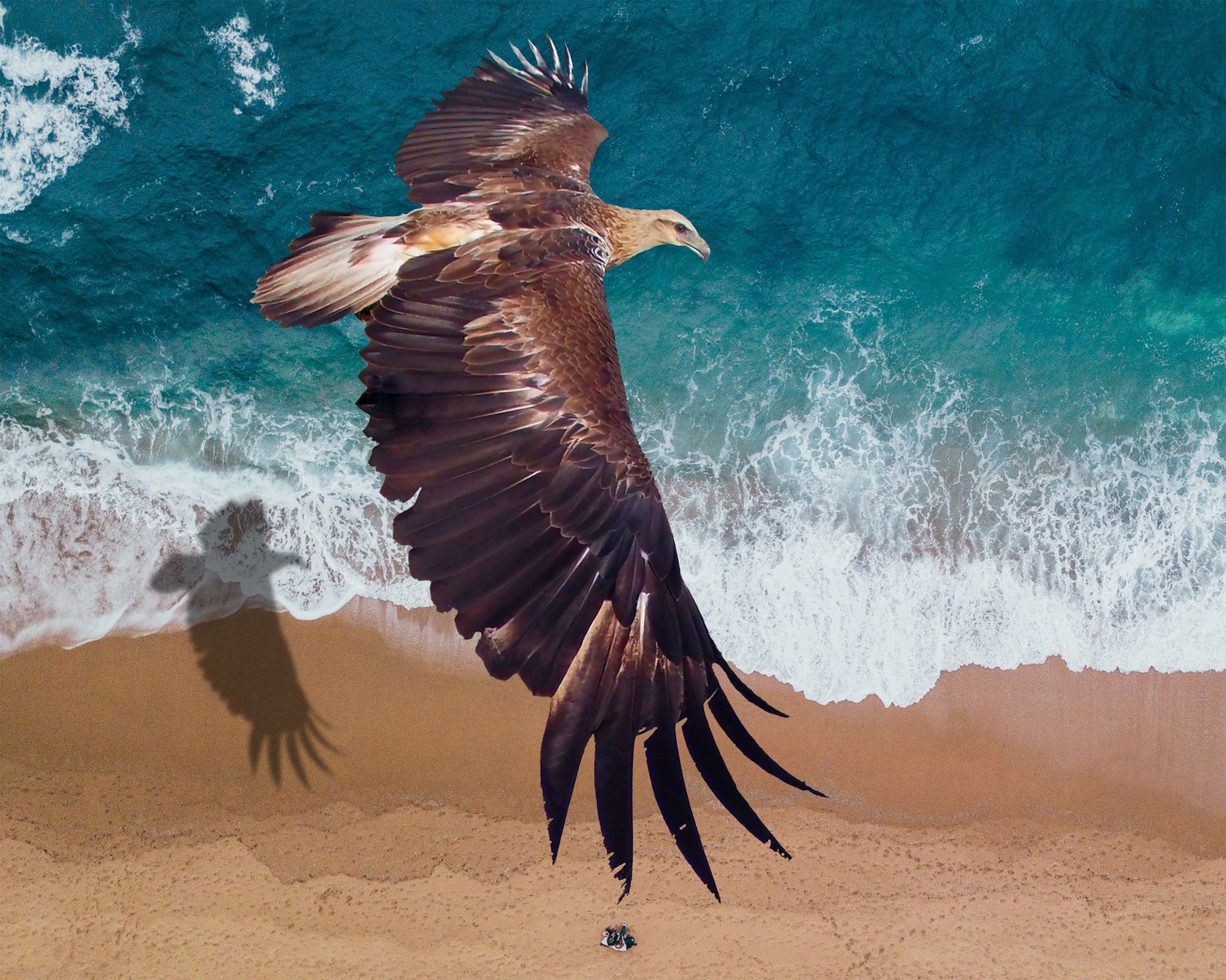 1920x1535 Download free photo of Golden eagle, eagle, soaring, bird, raptor