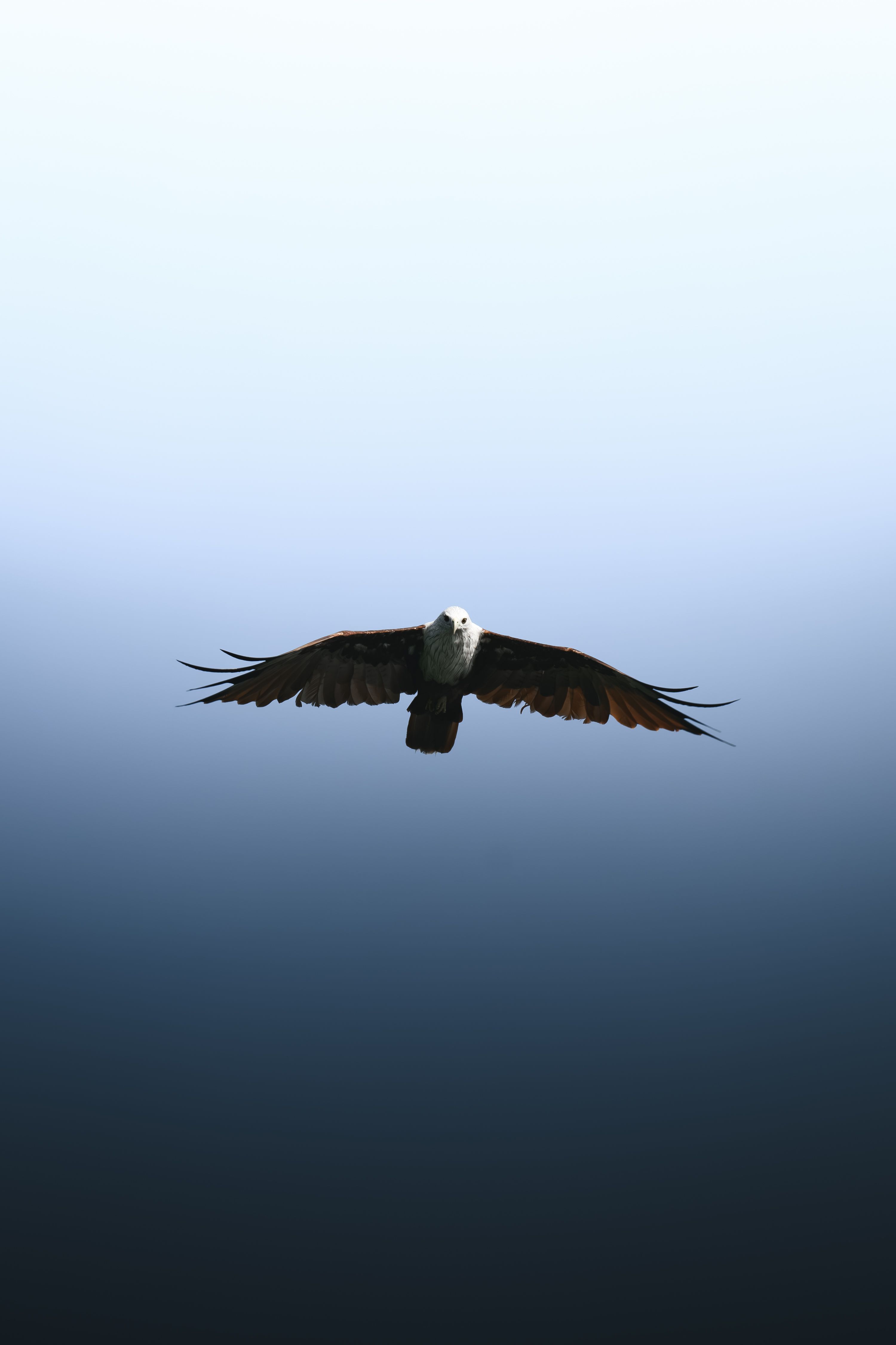 3000x4504 Soaring Eagle Photo, Download The BEST Free Soaring Eagle & HD Image