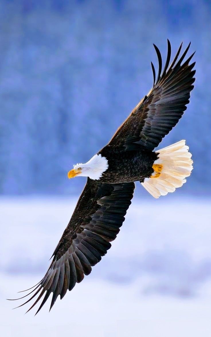 736x1173 Majestic Bald Eagle Soaring in the Sky. Bald eagle flying in winter, Bald eagle soaring high, Eagle image