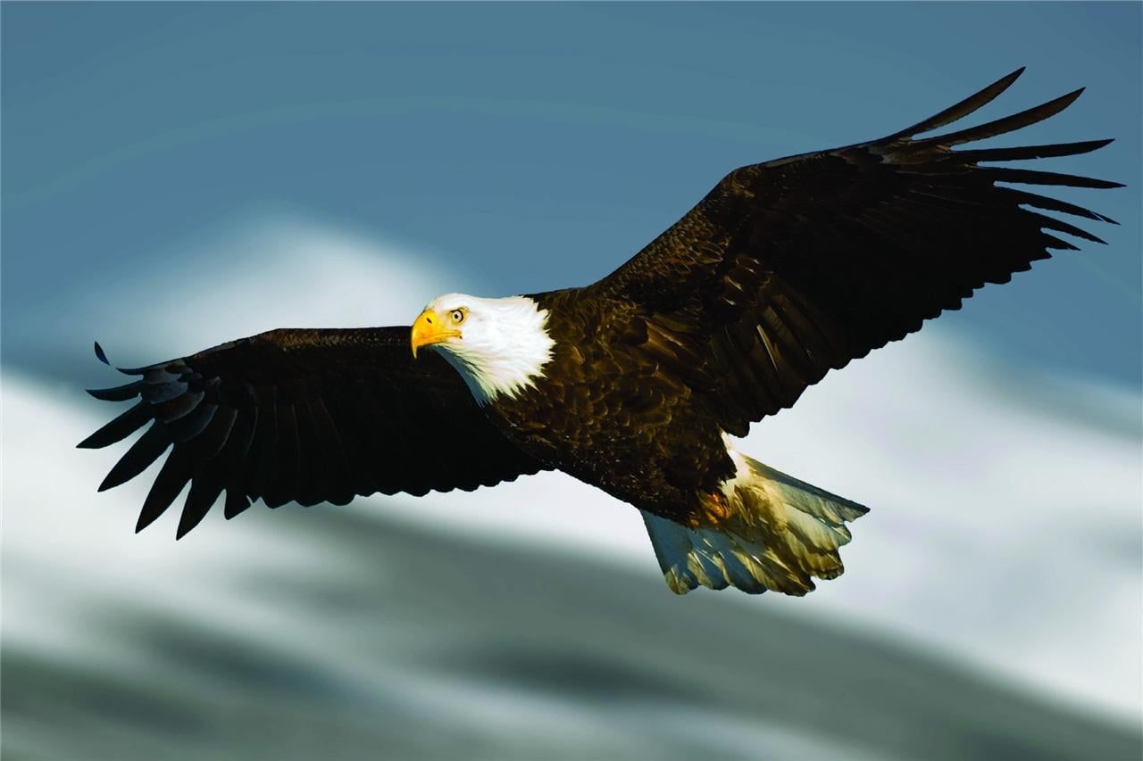 1280x853 Design With Vinyl Artwork Flying Bald Eagle Bird Soaring Strength Wall Decal For Children Flying Birds King Of Prey Themed Décor: 5 In X 8 In