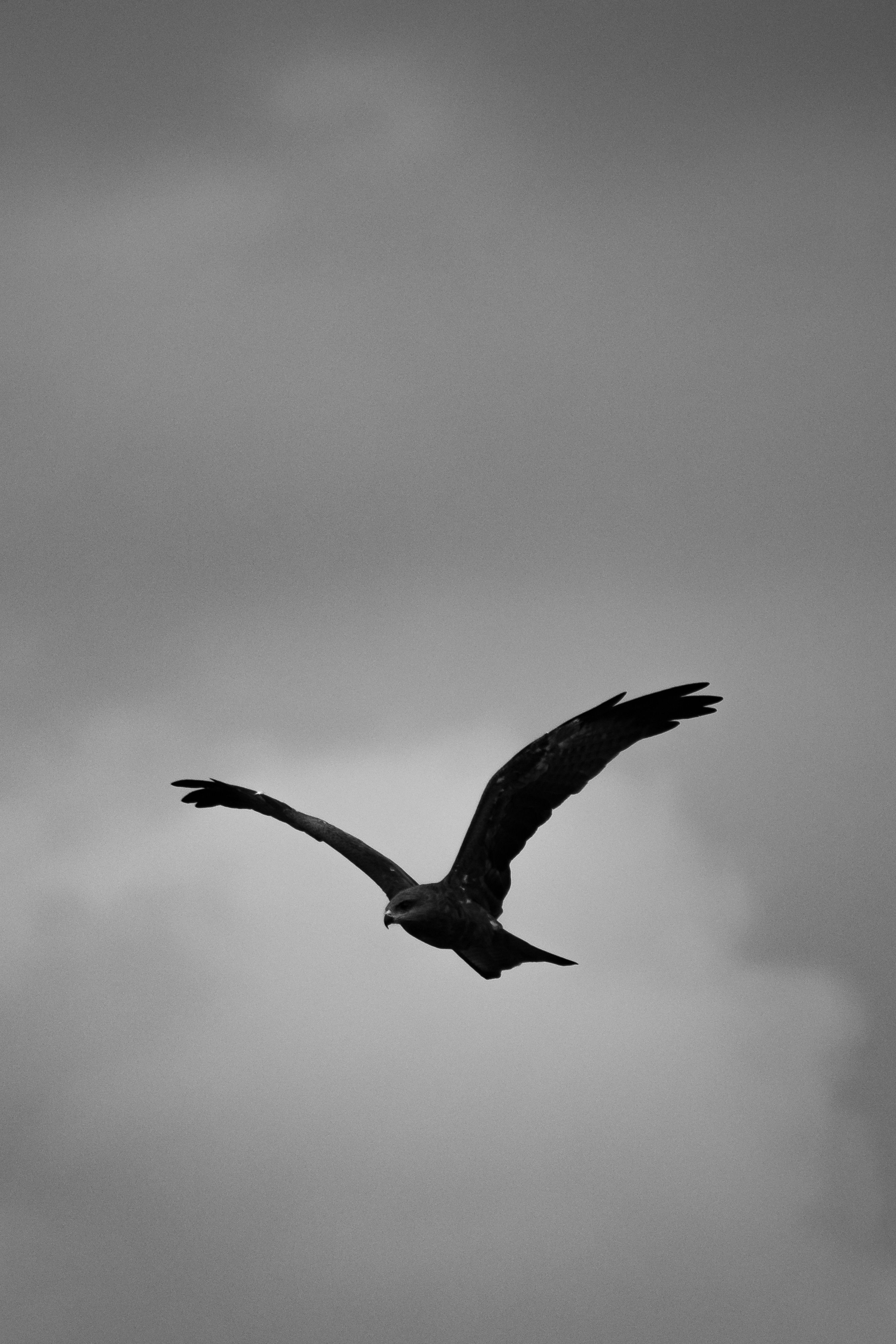 2667x4000 Eagle Fly Photo, Download The BEST Free Eagle Fly & HD Image