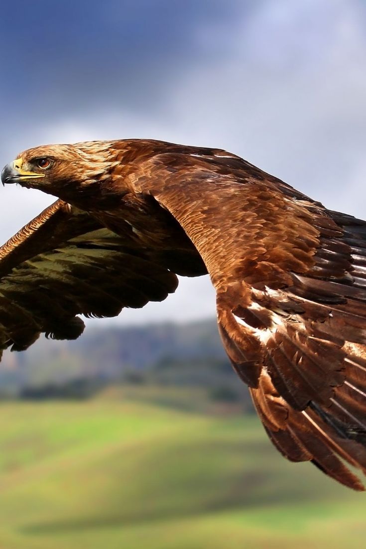 735x1102 Download Golden Eagle Flying Wallpaper