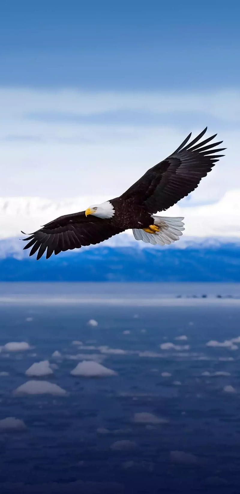 800x1644 Eagle, eagle, eagles, HD phone wallpaper