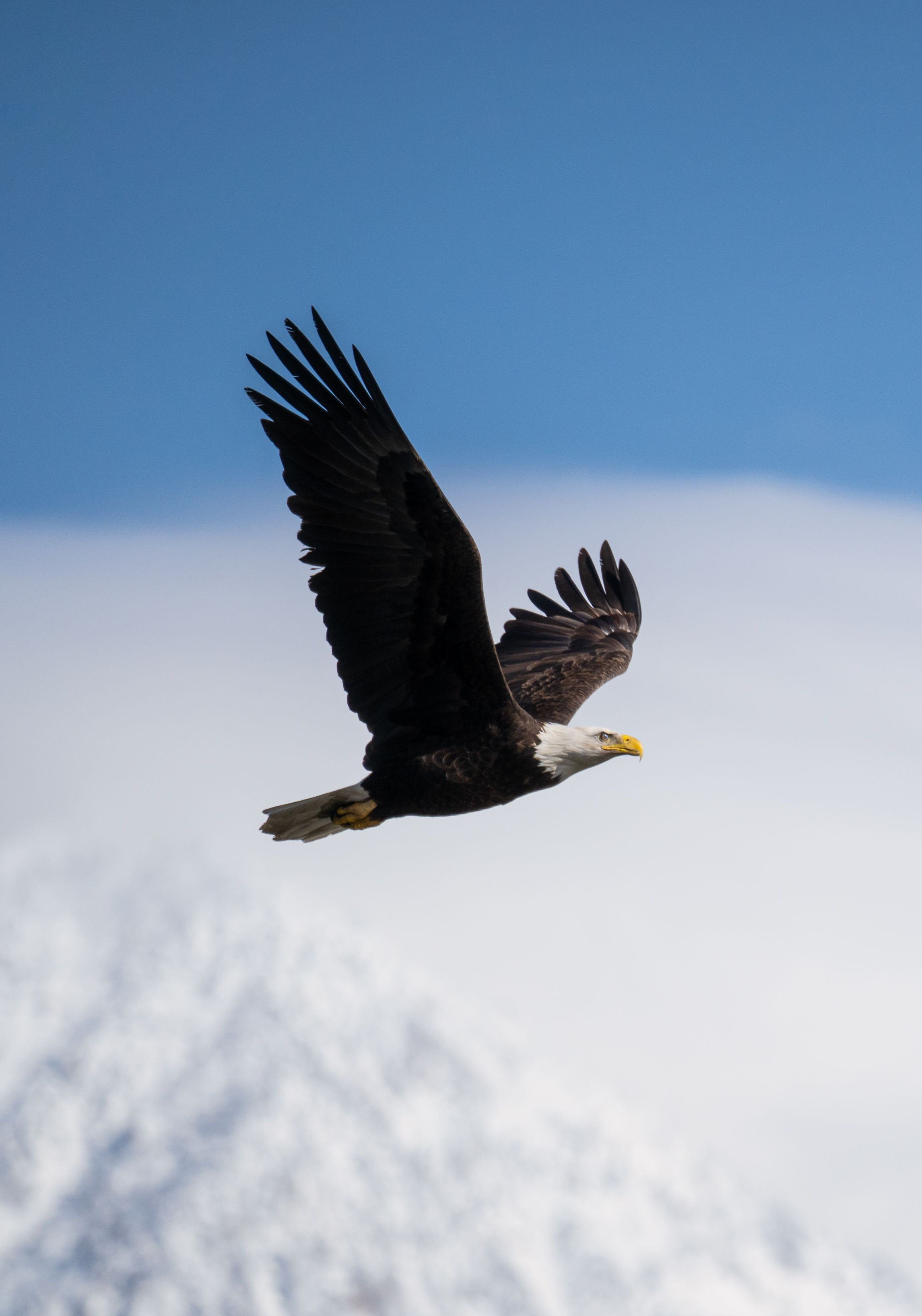 2305x3289 Close Up Of A Flying Bald Eagle · Free