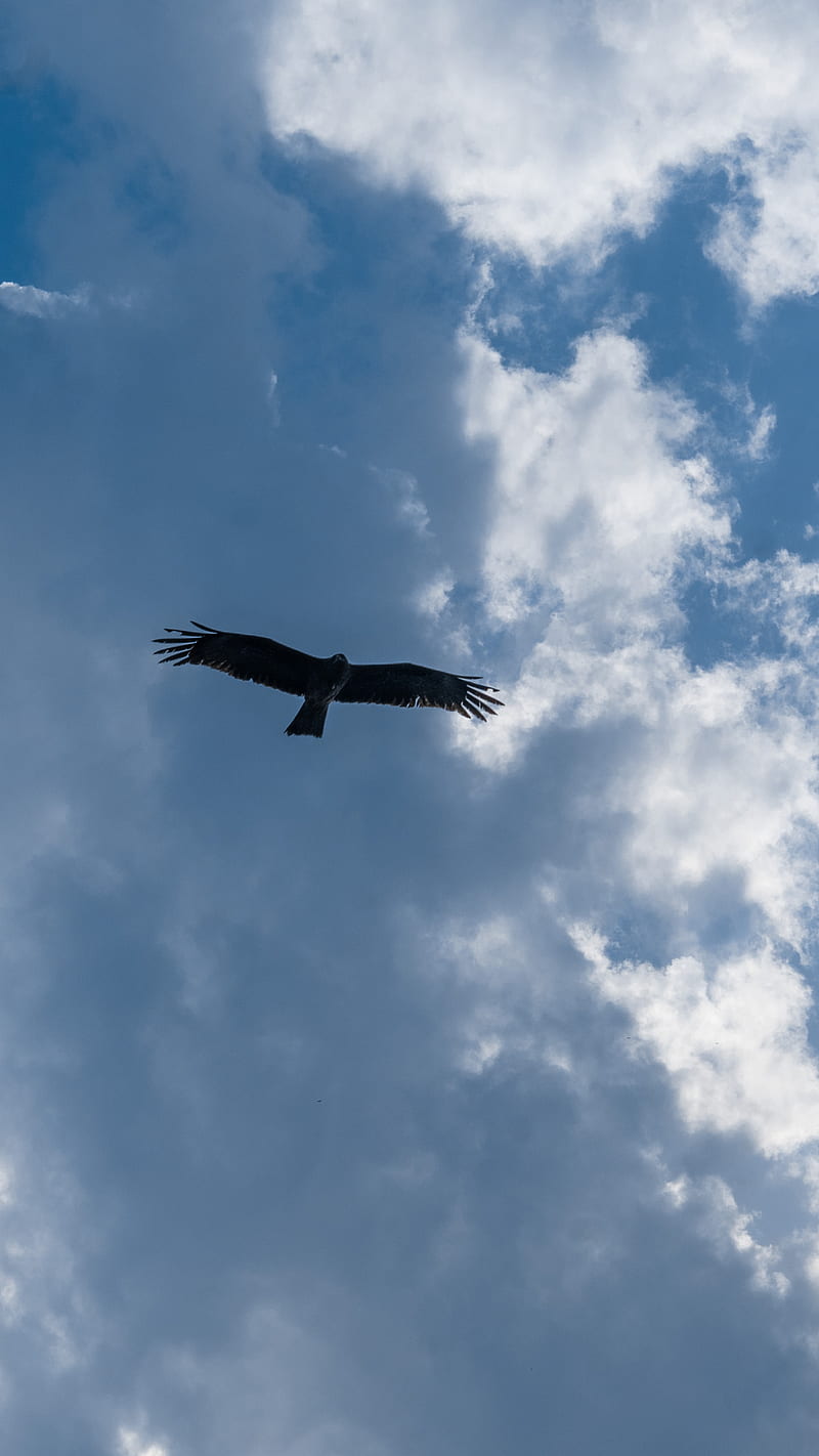 800x1422 Eagle Flying in Sky, blue, clouds, cloudy, nature, silhouette, sunny, HD phone wallpaper