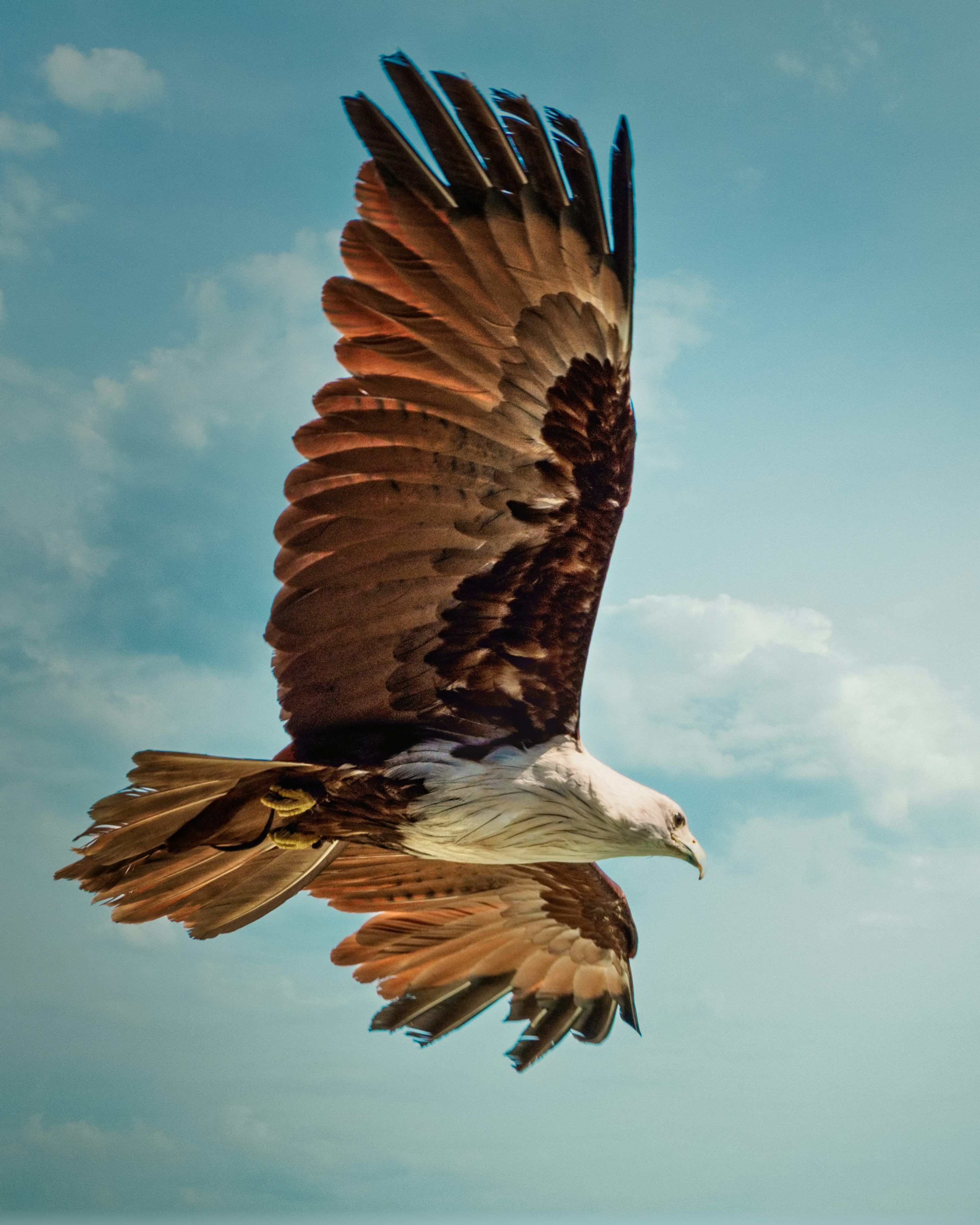 3000x3750 Eagle Flying In The Sky Picture. Download Free Image