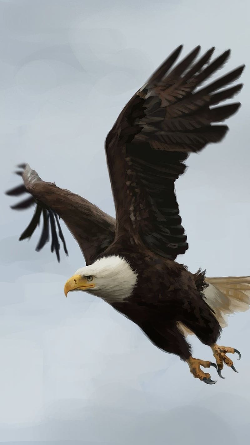 800x1422 Birds Flying, Eagle At The Highest, eagle, highest, sharp eye, HD phone wallpaper