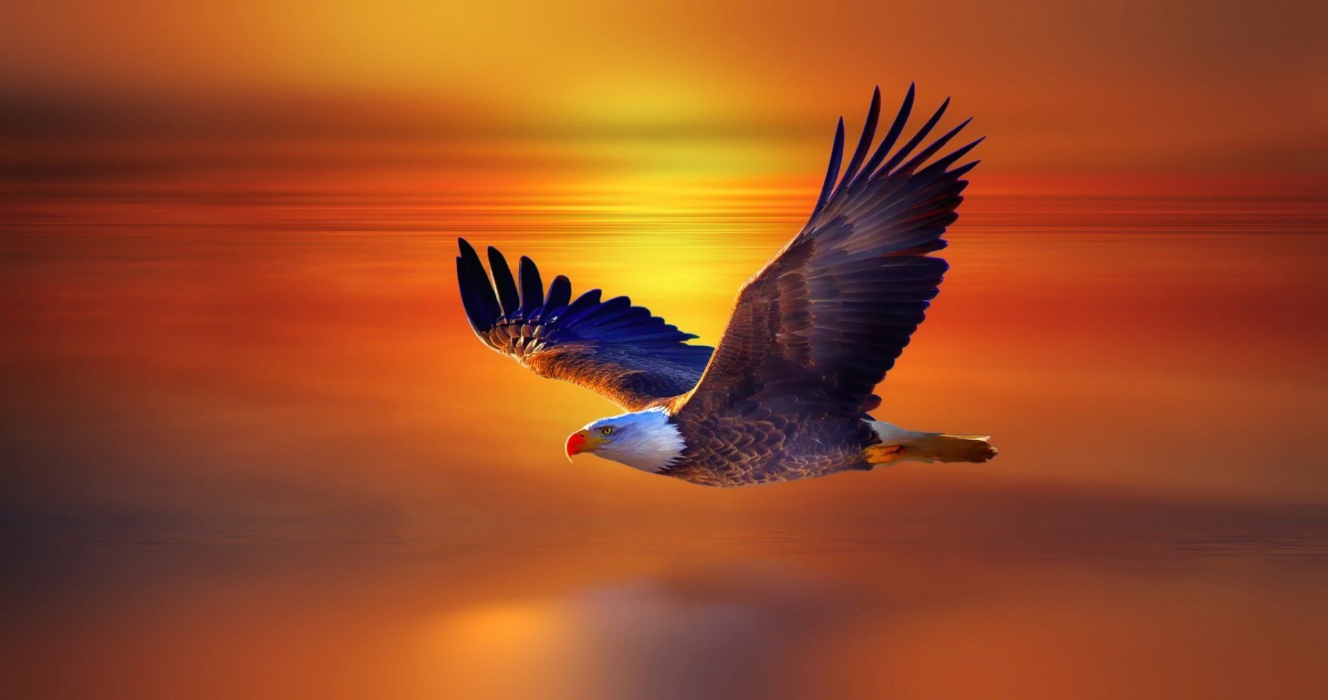 1920x1013 Sunset Soar: Bald Eagle Flight HD Wallpaperx1080