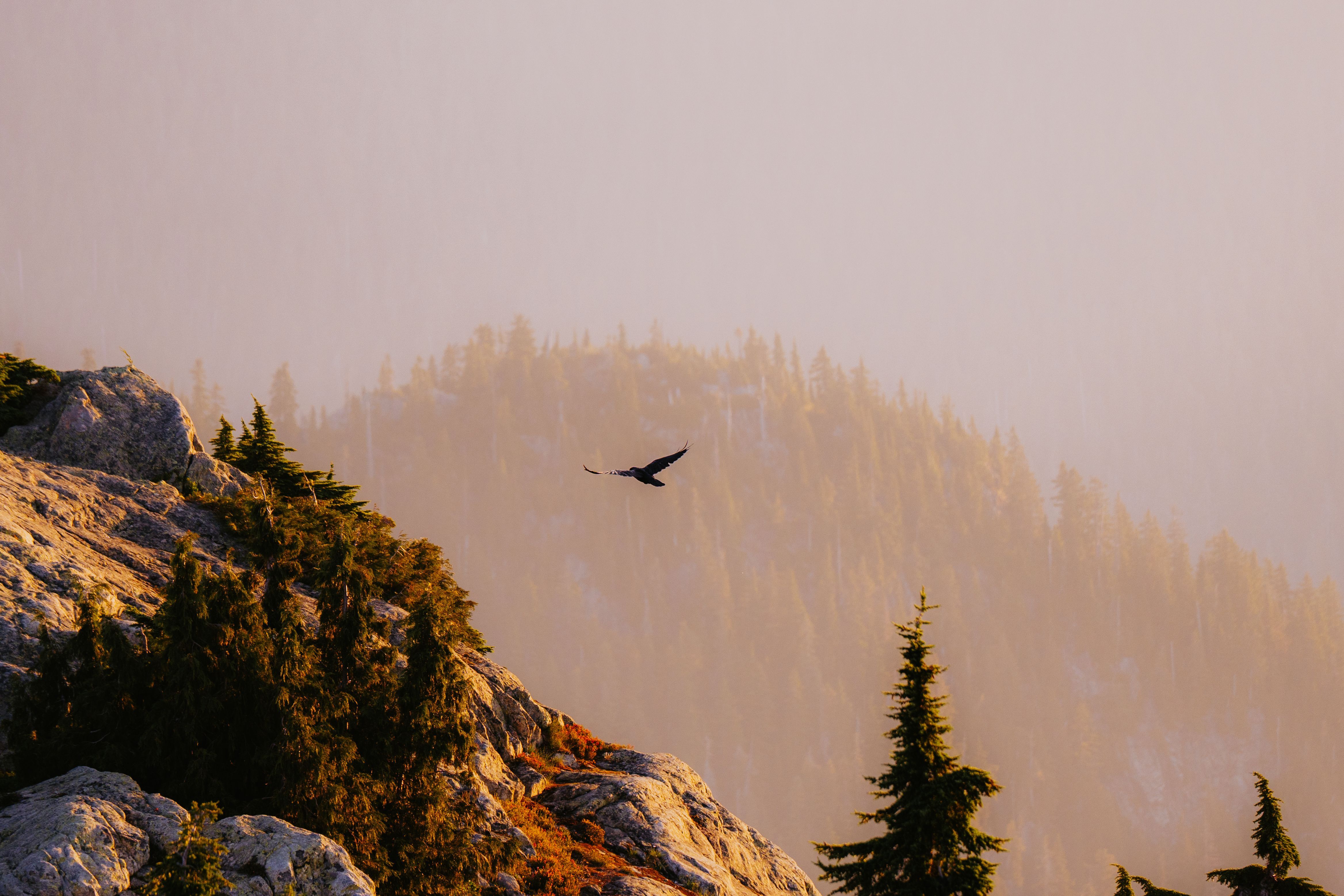4672x3115 A bird flying over a mountain · Free