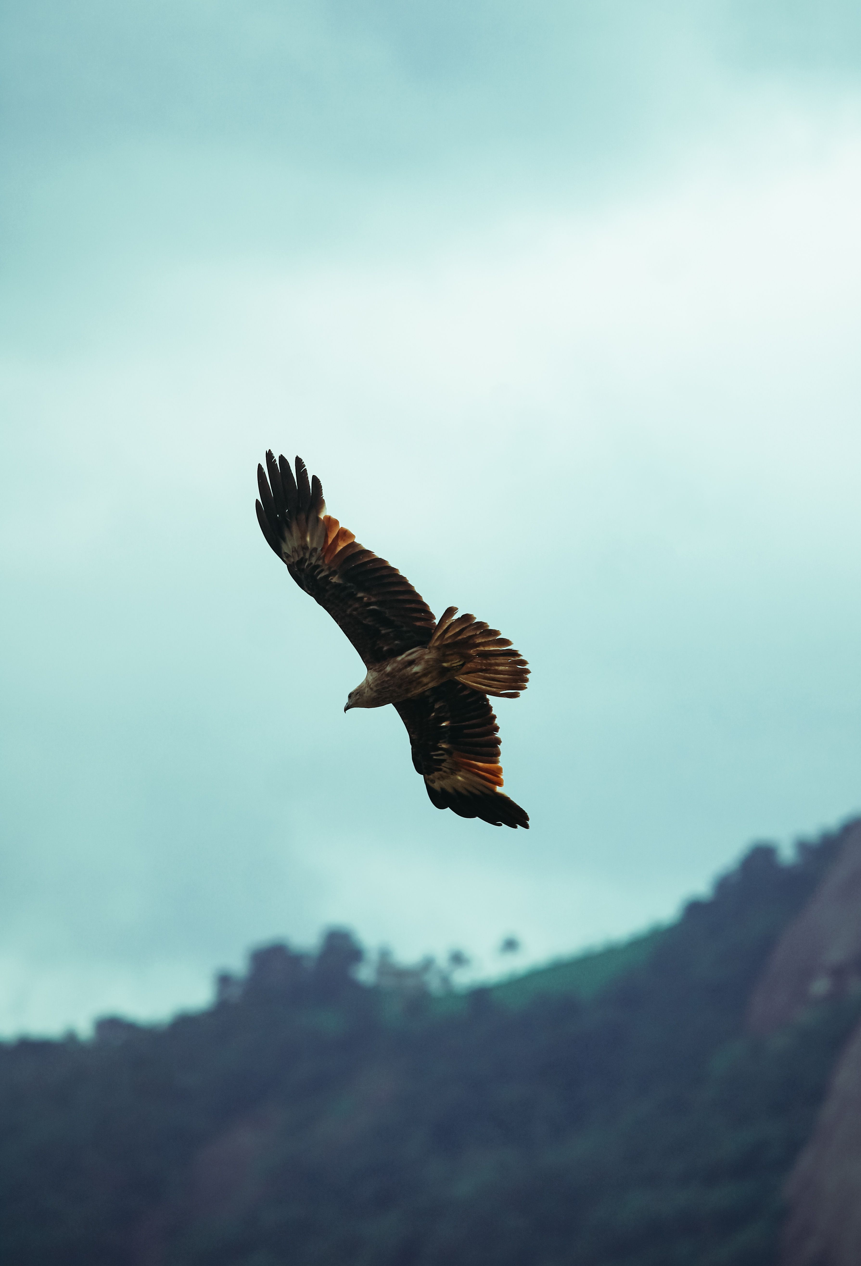 3579x5258 Mountain Eagle Photo, Download The BEST Free Mountain Eagle & HD Image