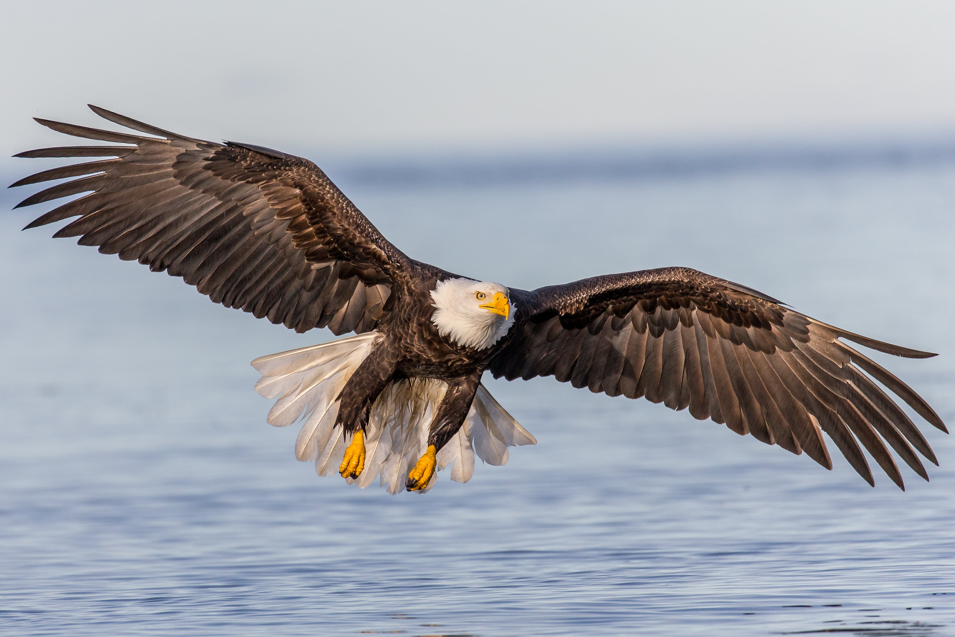 4002x2668 Bald Eagle soaring above water HD wallpaper