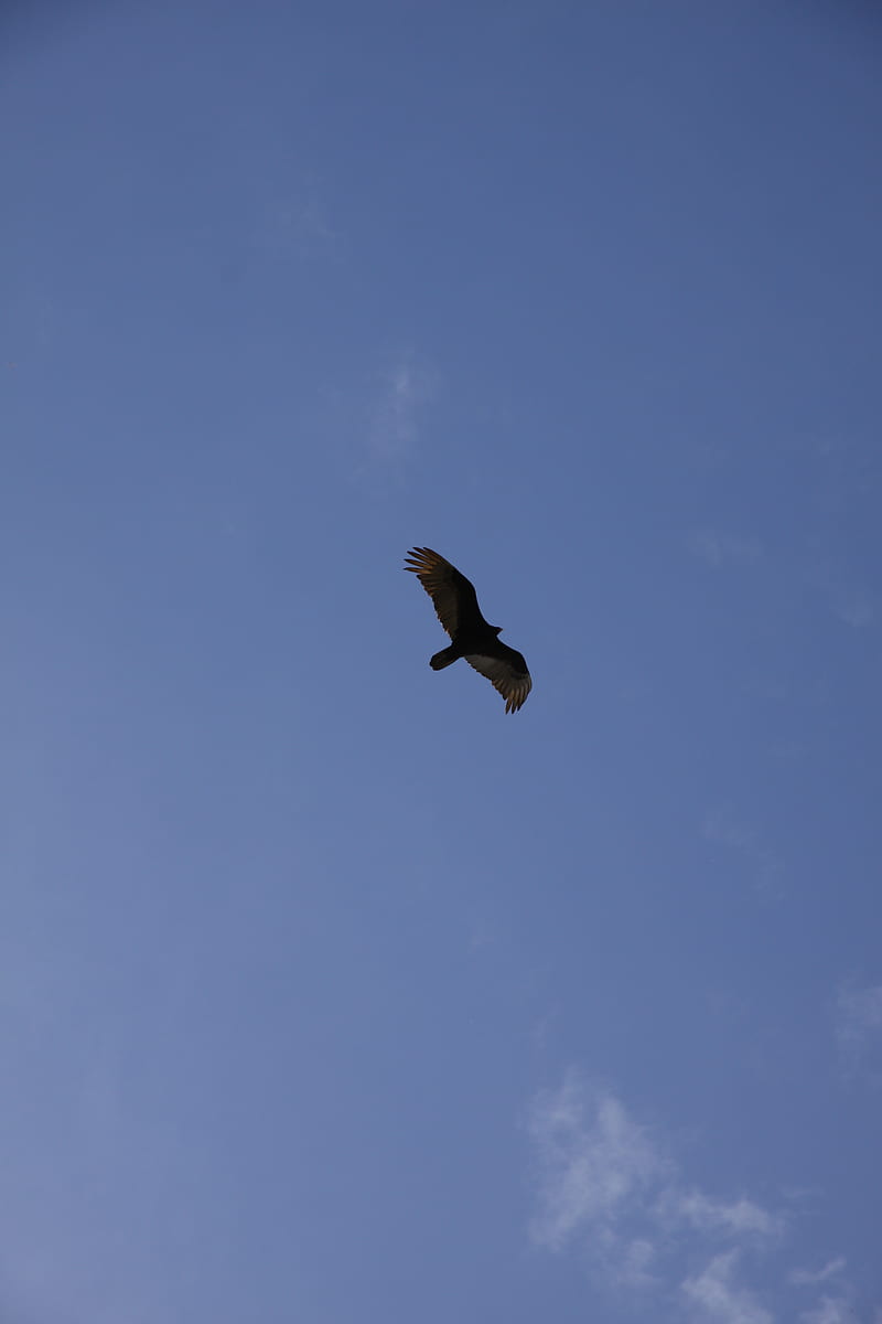 800x1200 Eagle, flight, wings, bottom view, HD phone wallpaper