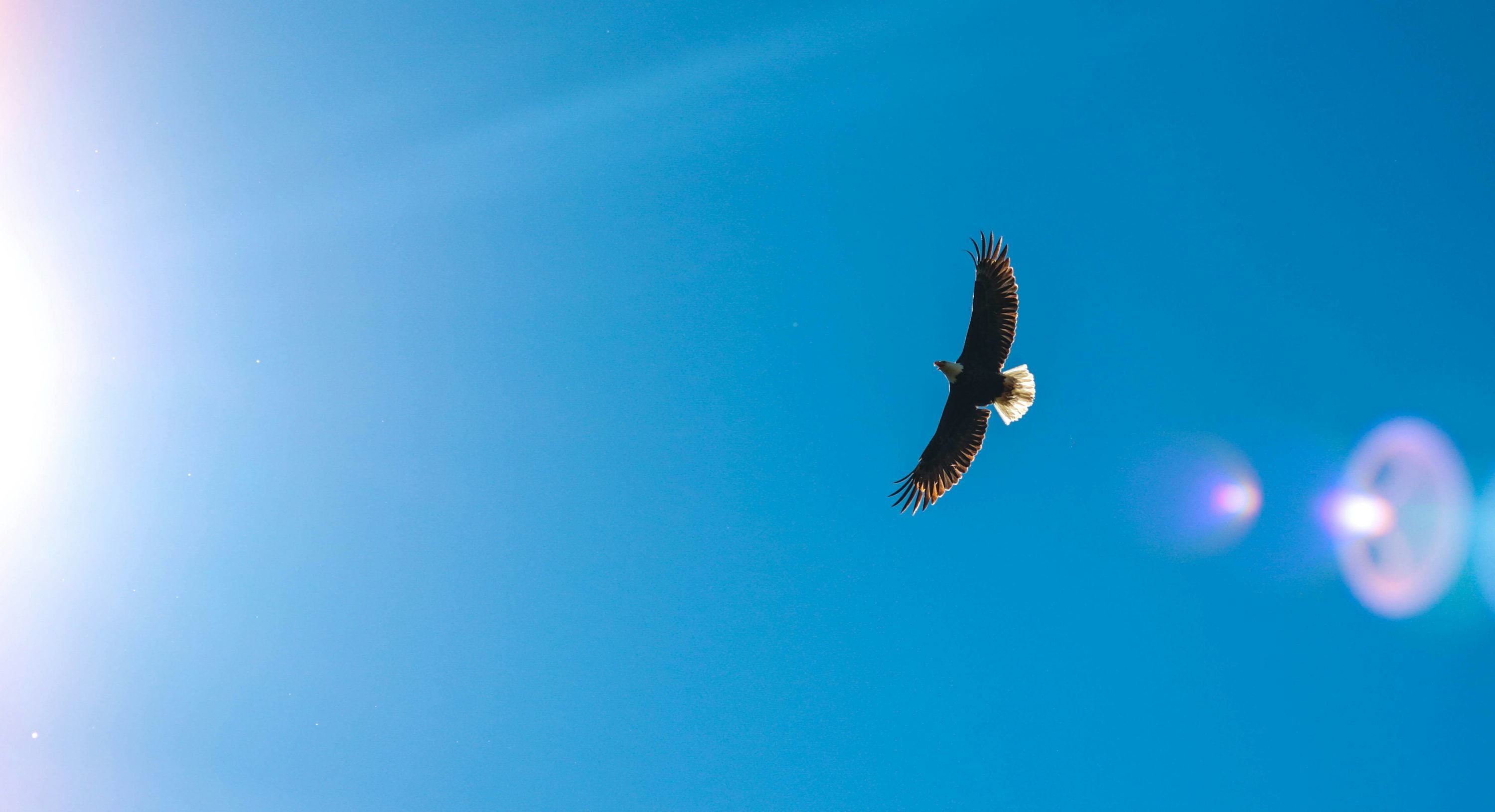 3000x1630 Worms eye view photography of eagle flying across the sky photo