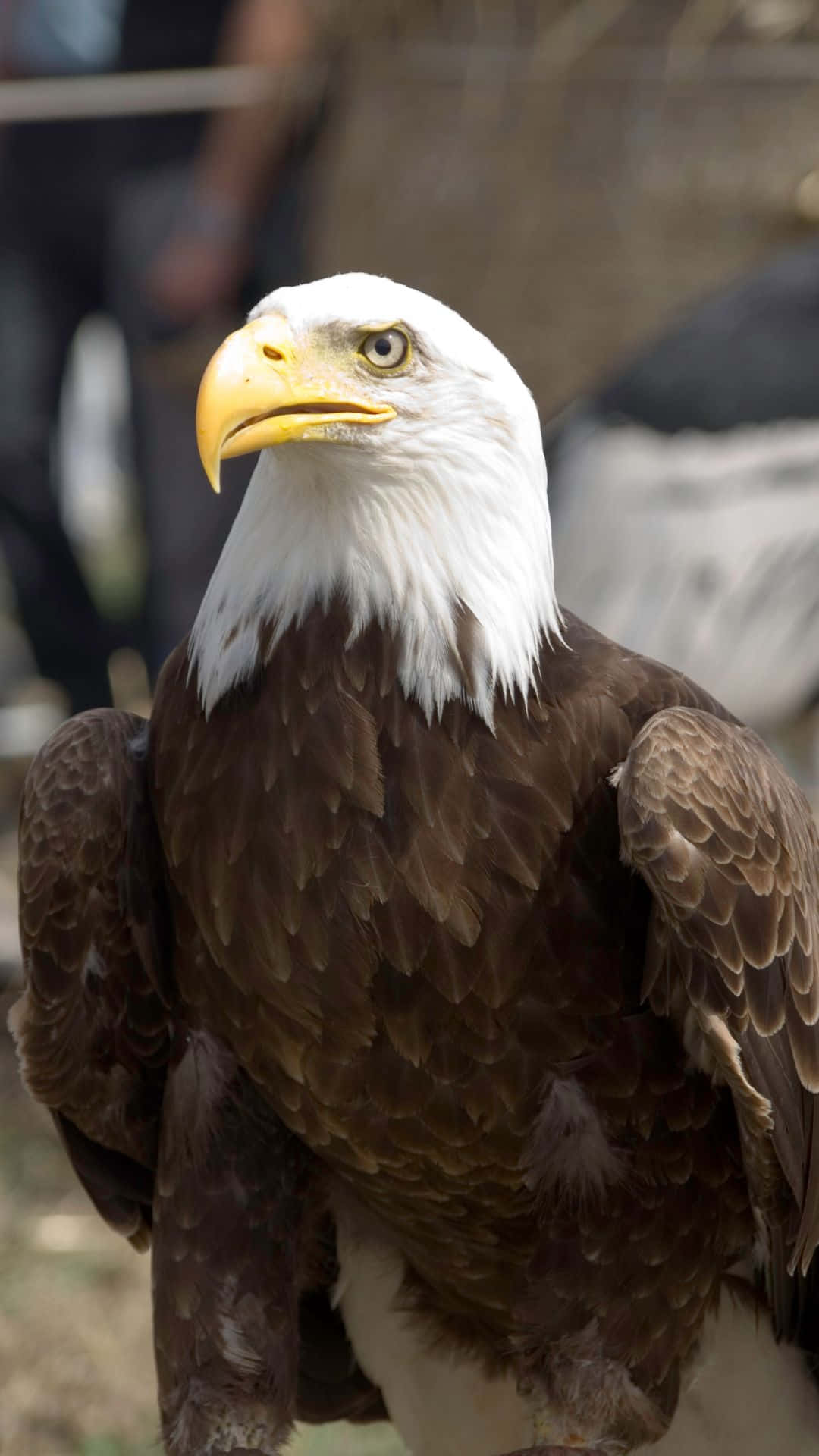 1080x1920 Download Description- A beautiful golden and brown bald eagle is flying overhead with its powerful wings, blissfully floating and patrolling the sky