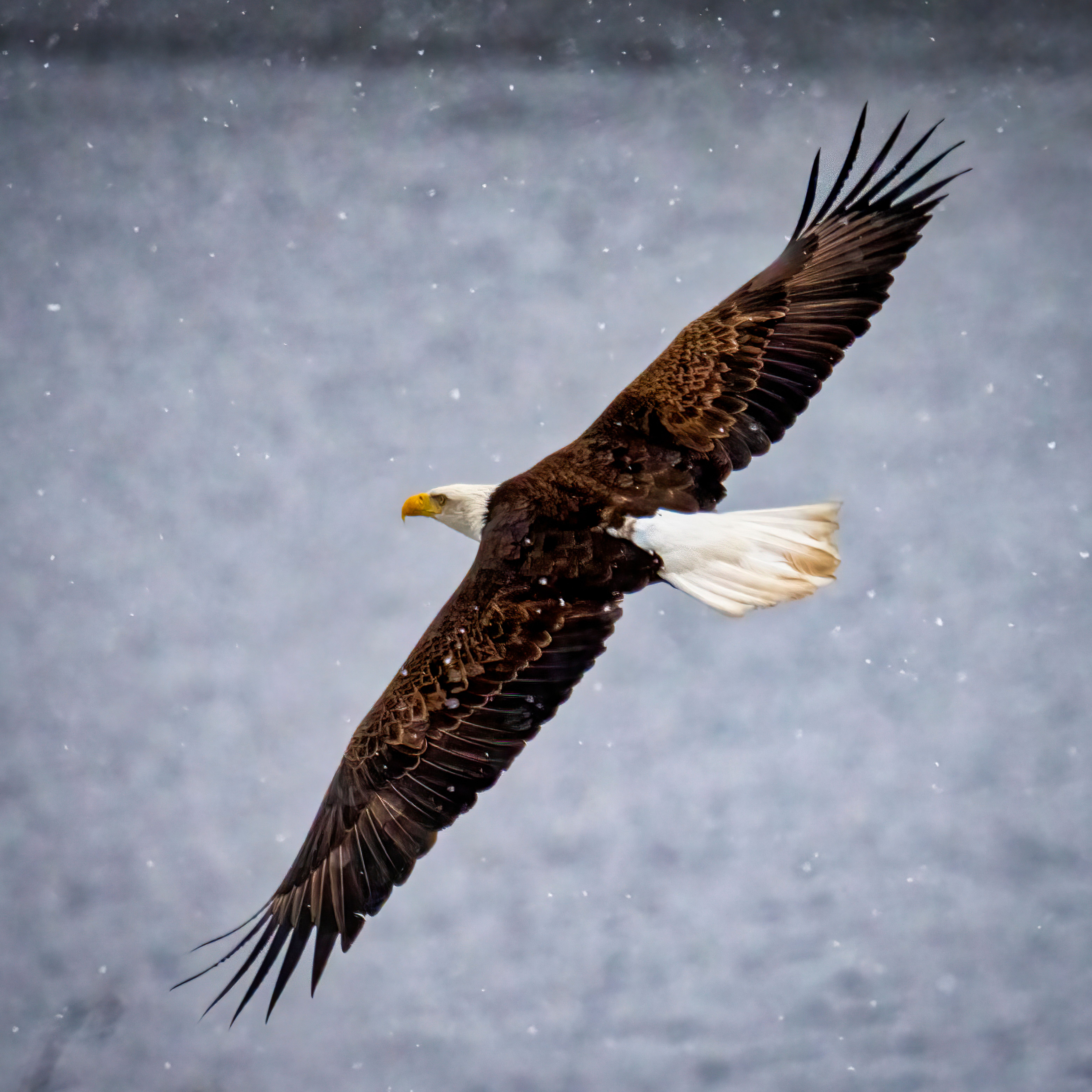 6236x6236 Bald Eagle Flying · Free