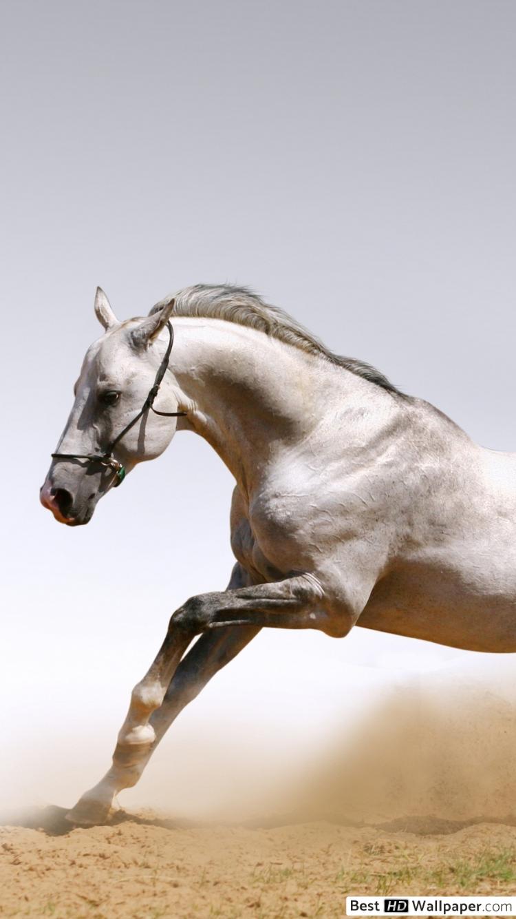 750x1334 iPhone Running Horse Wallpaper HD