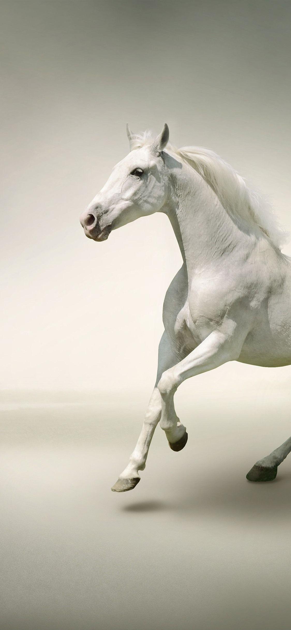 1125x2436 Two White Horses Running 1125x2436 IPhone 11 Pro XS X Wallpaper, Background, Picture, Image