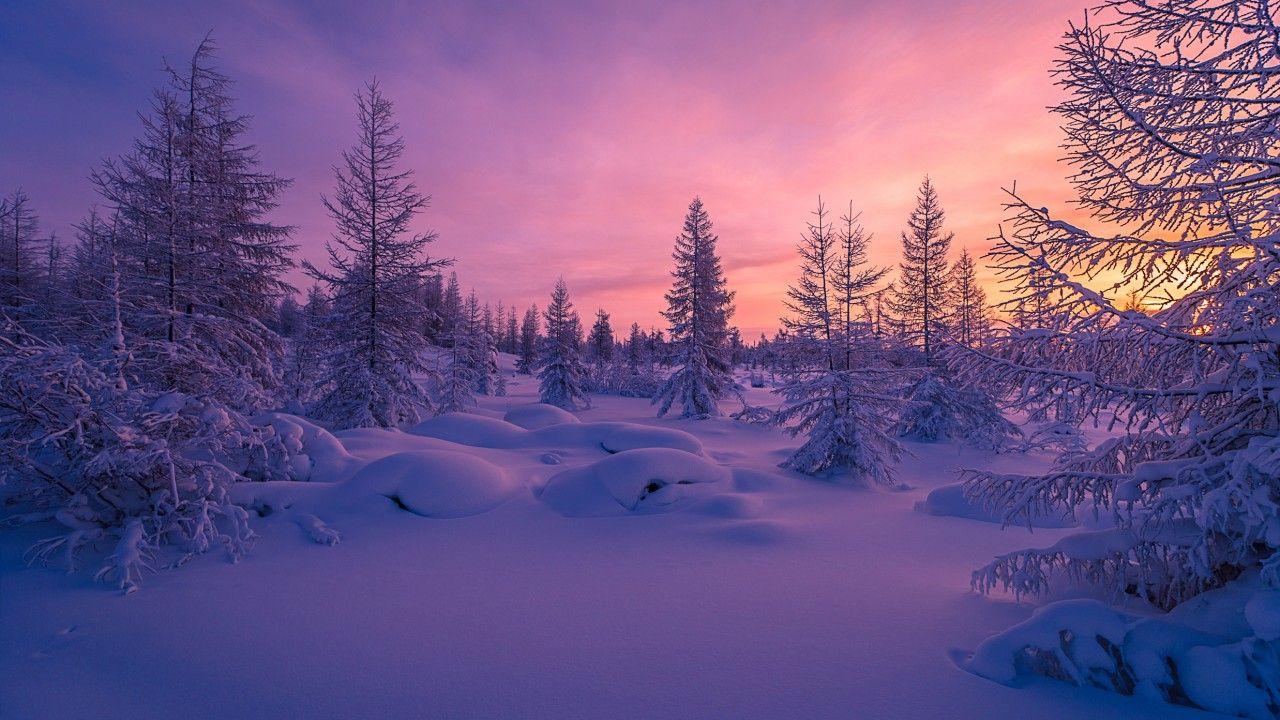 1280x720 Wallpaper Winter forest, Snow, Scenery, Nature,. Wallpaper