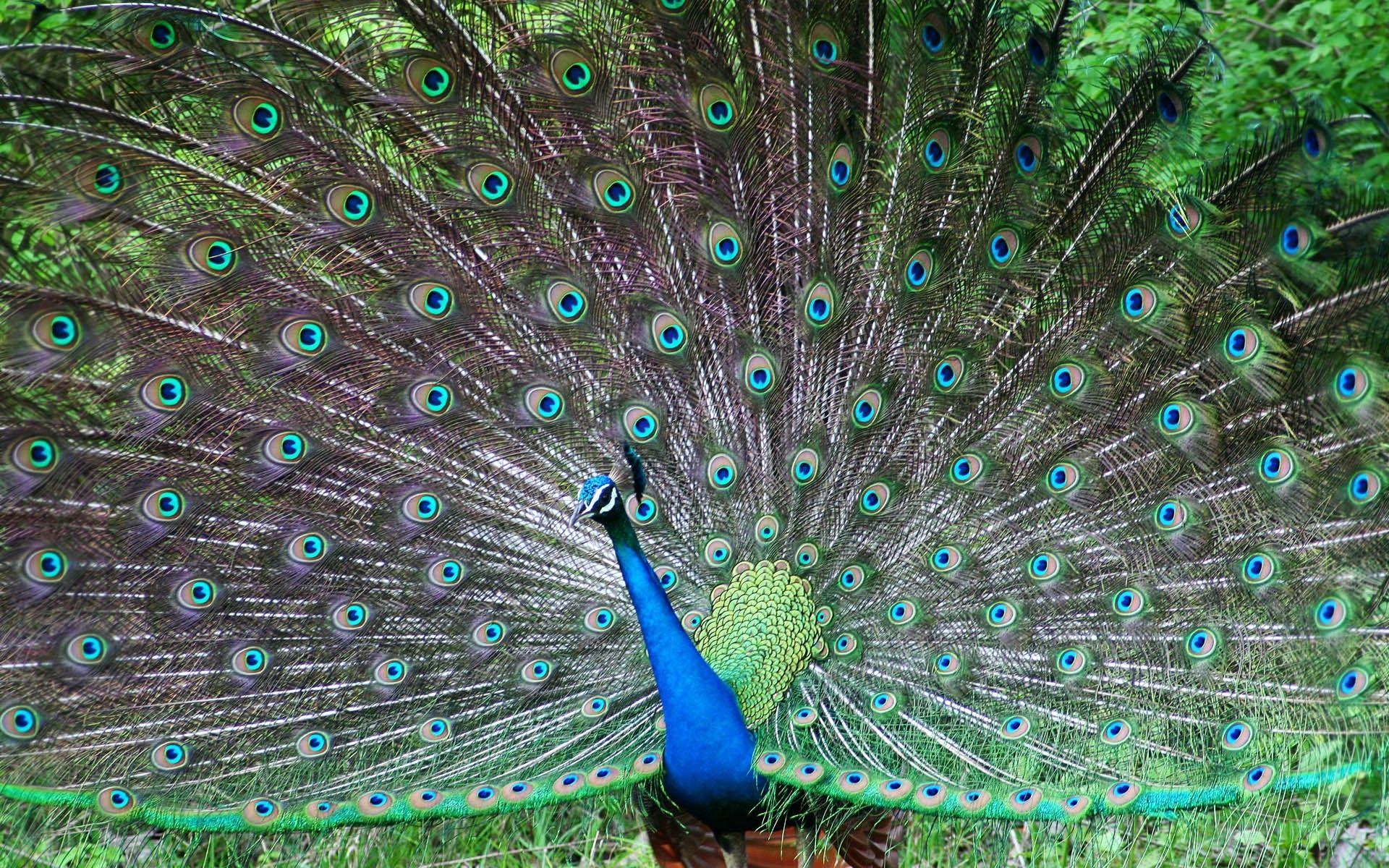1920x1200 Photo wallpaper indian wallpaper for free download about 360