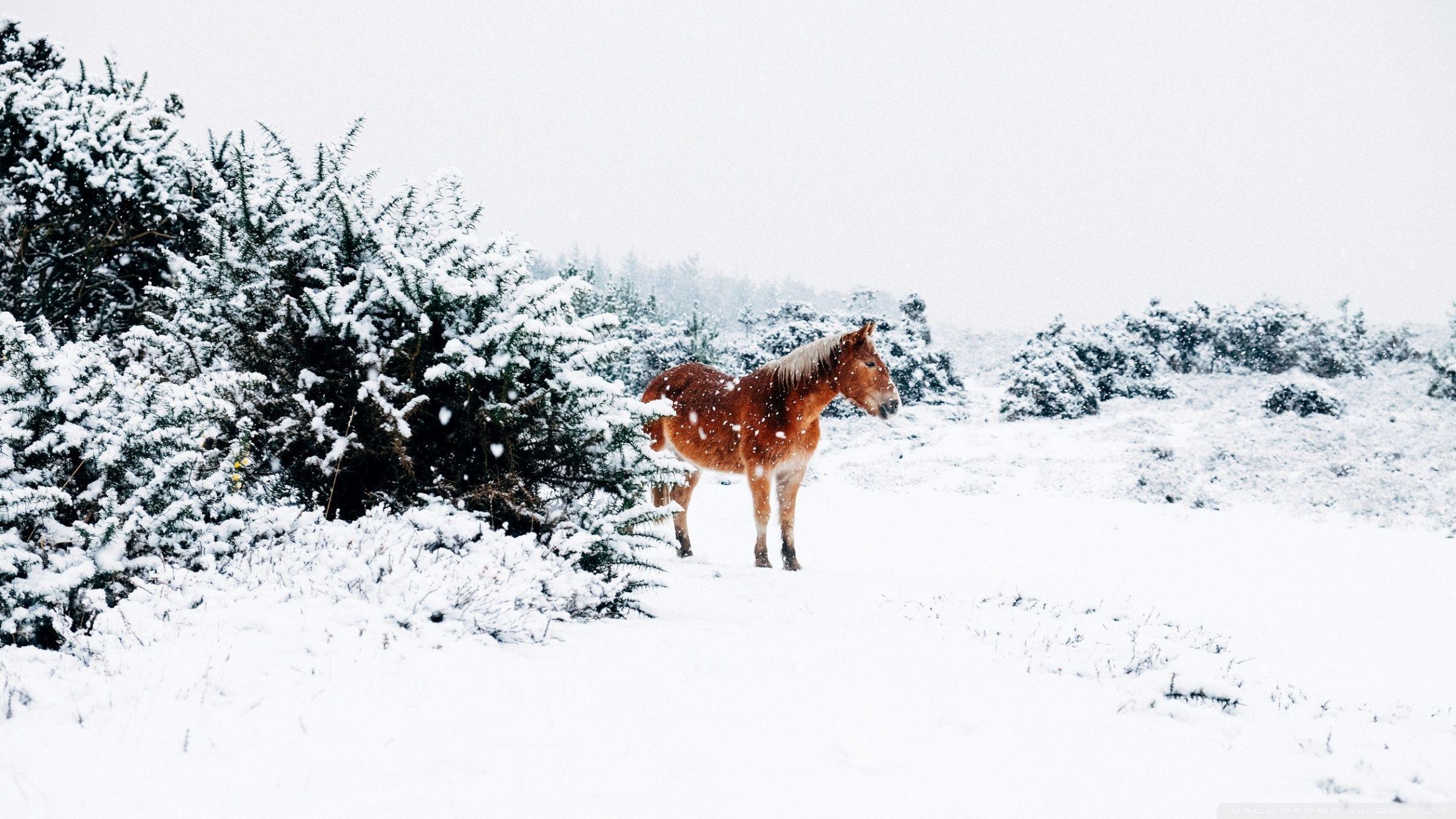 2400x1350 Winter Country Landscape Ultra HD Desktop Background Wallpaper
