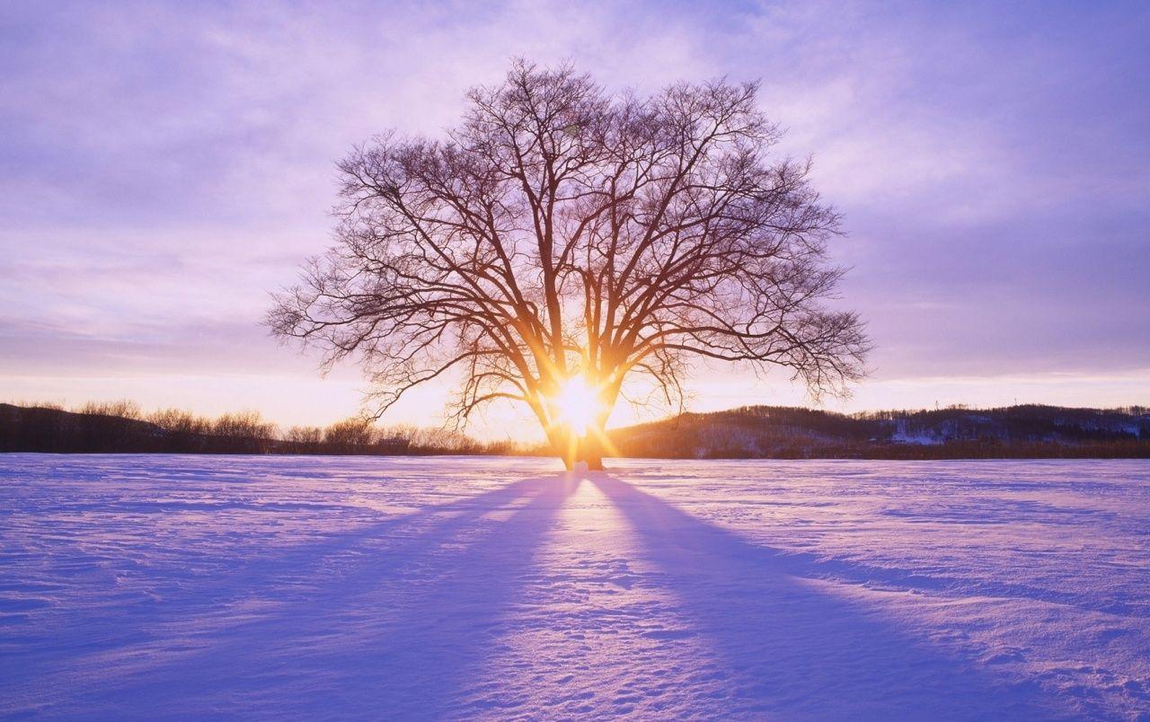 1280x804 Shiny Sun Tree & Snow Scenery wallpaper. Shiny Sun Tree & Snow