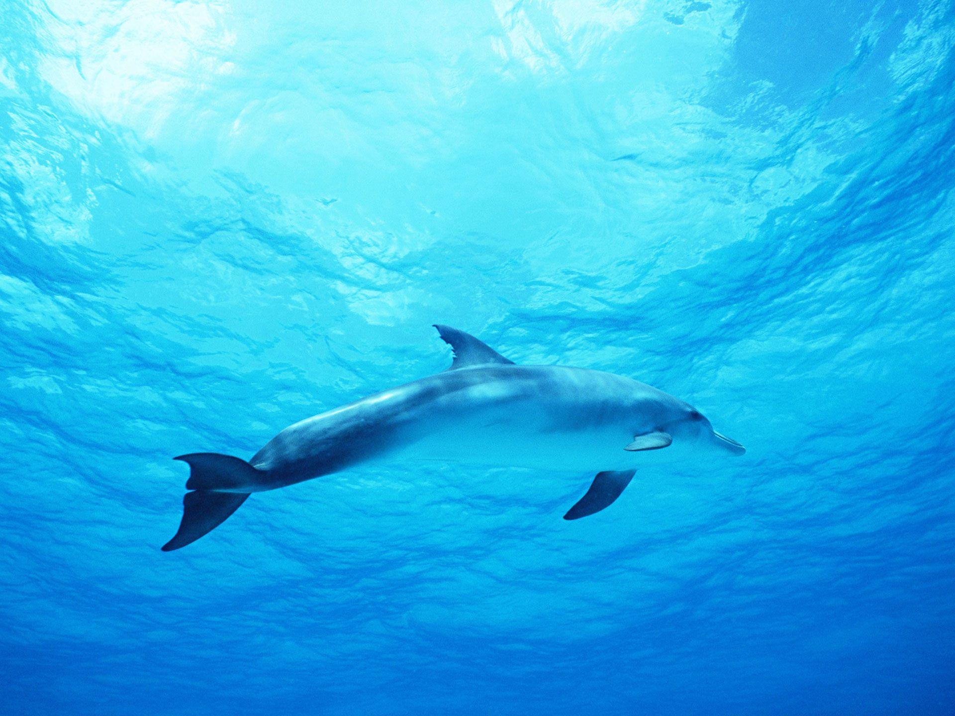 1920x1440 Dolphin in Deep Blue Sea Wallpaper