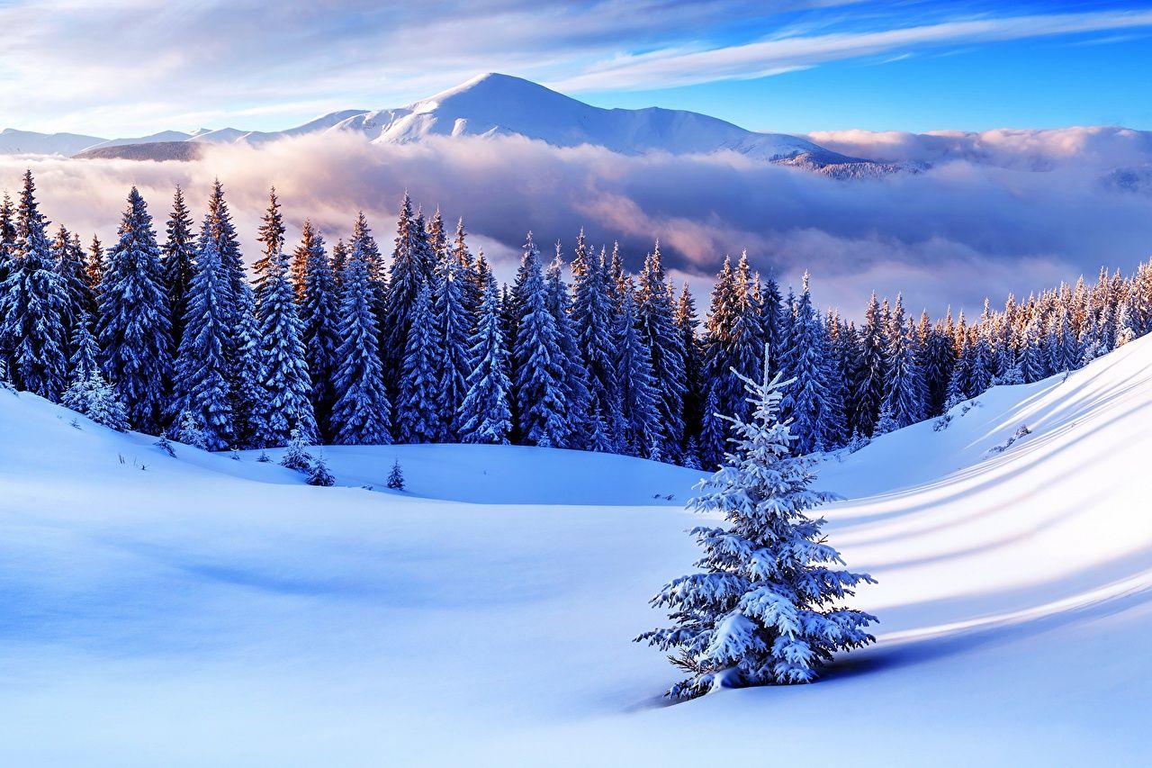 1280x853 Wallpaper Nature Spruce Winter Mountains Snow Scenery Trees