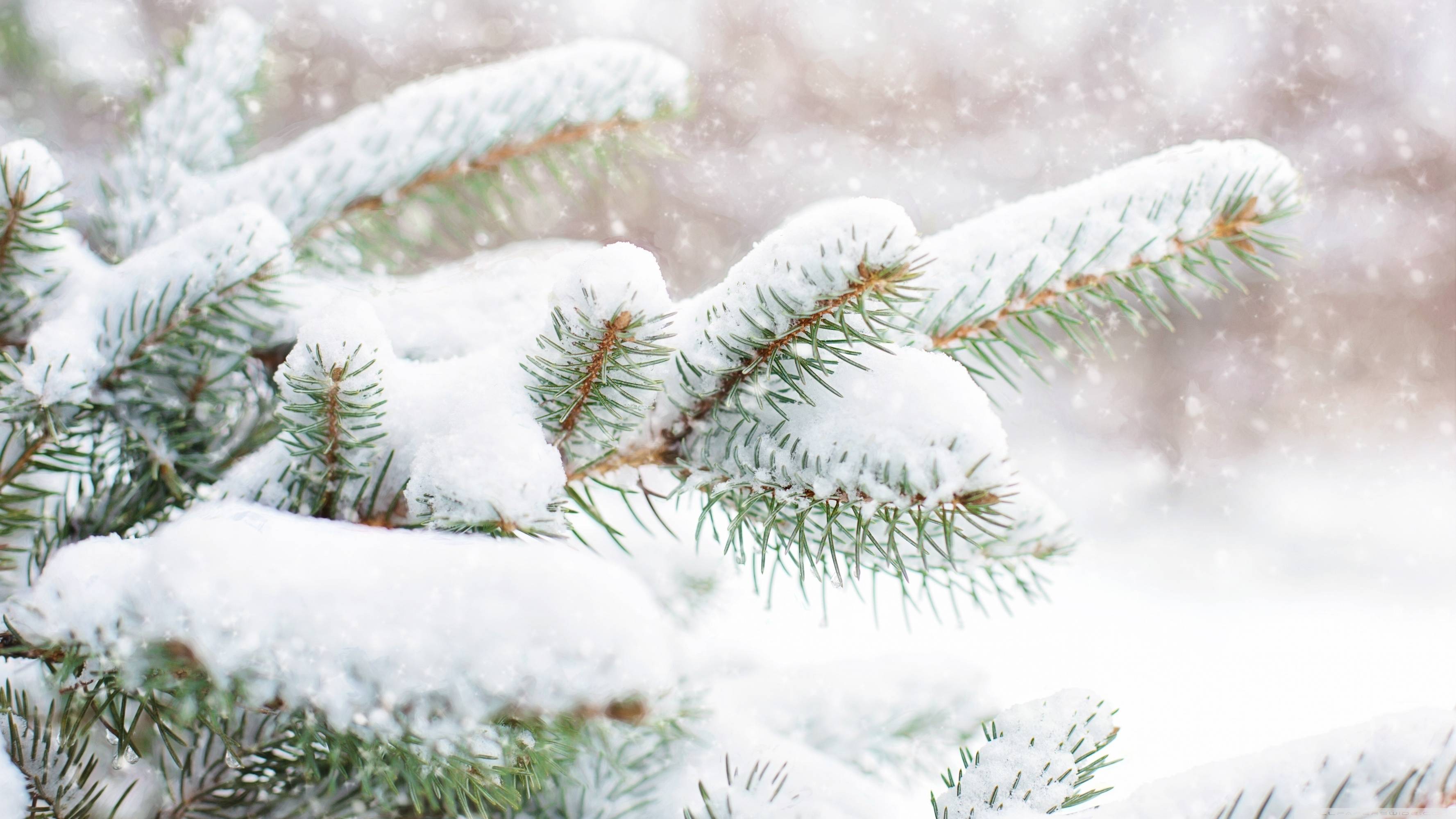 3554x1999 Snow Falling on Pine Trees