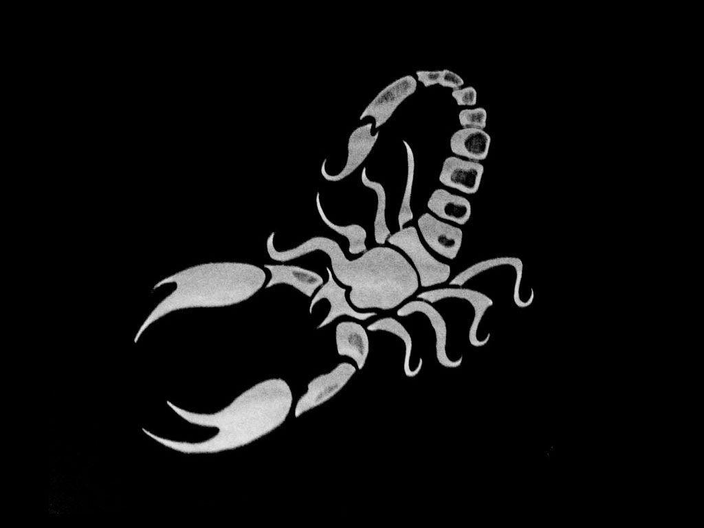 1024x768 Awful Scorpio Tattoo Design. Sabloane. Scorpio, Zodiac