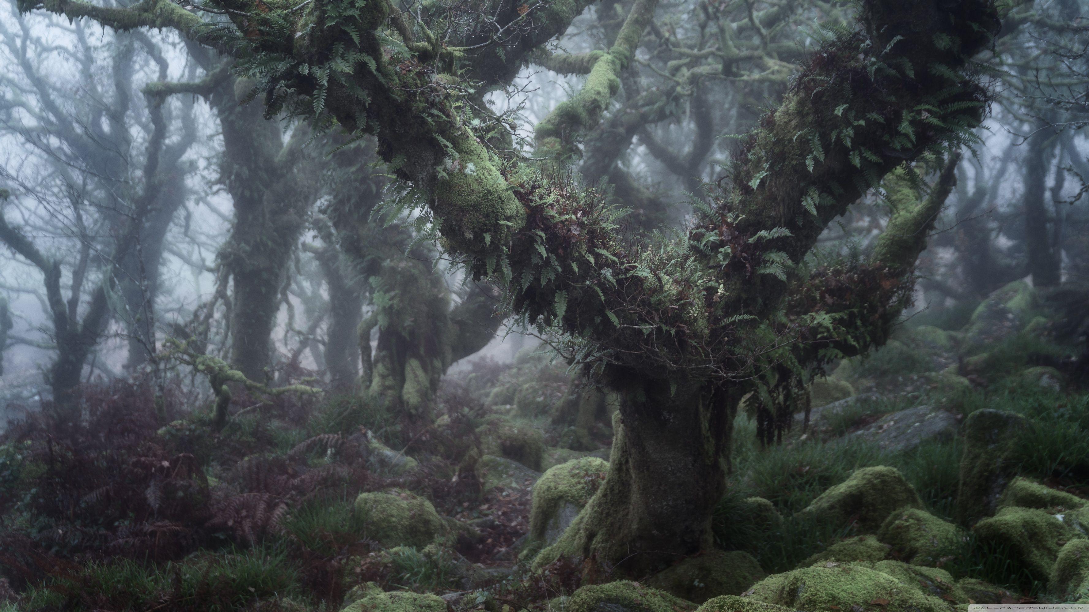 3554x1999 Wistman's Wood, Dartmoor England Enchanted Forest Ultra HD Desktop Background Wallpaper for 4K UHD TV : Widescreen & UltraWide Desktop & Laptop : Tablet