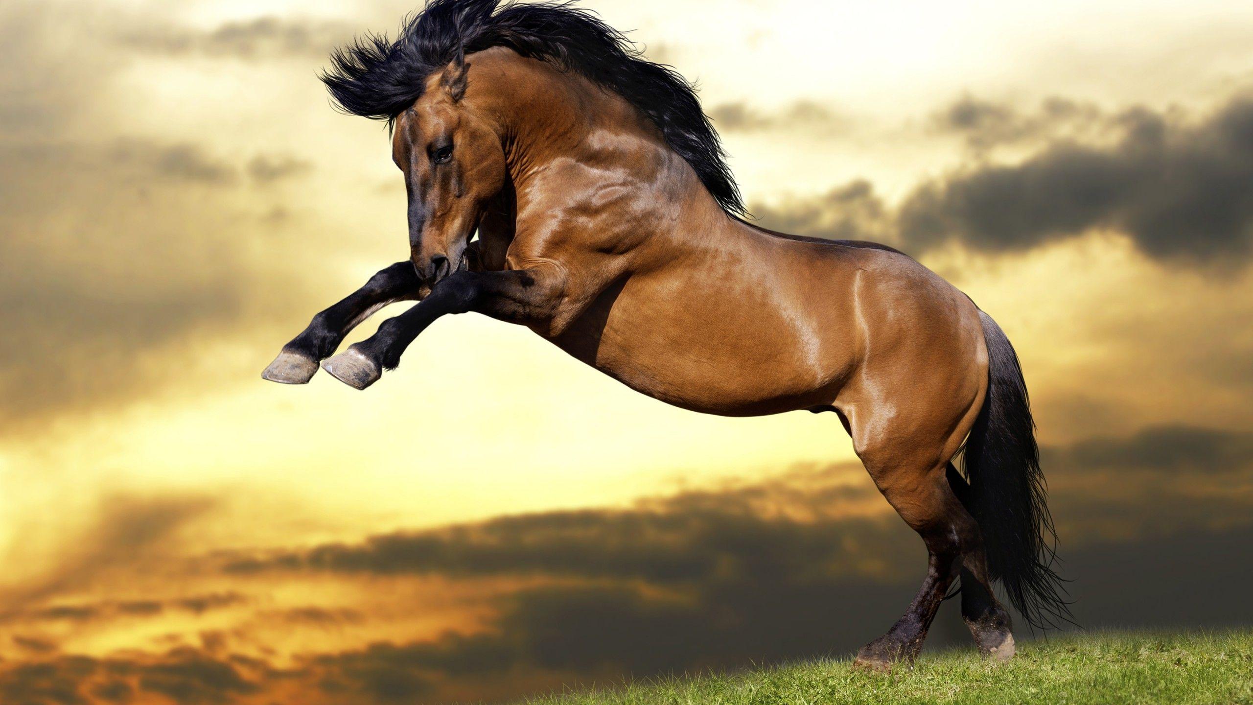 Horse Jumping Wallpapers - Top Free Horse Jumping Backgrounds ...