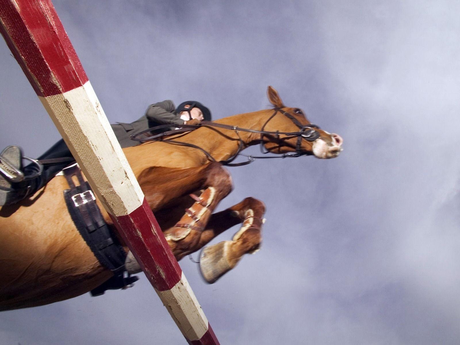 1600x1200 Jockey Riding Horse Jumping In Competition 1600x1200 DESKTOP Horse