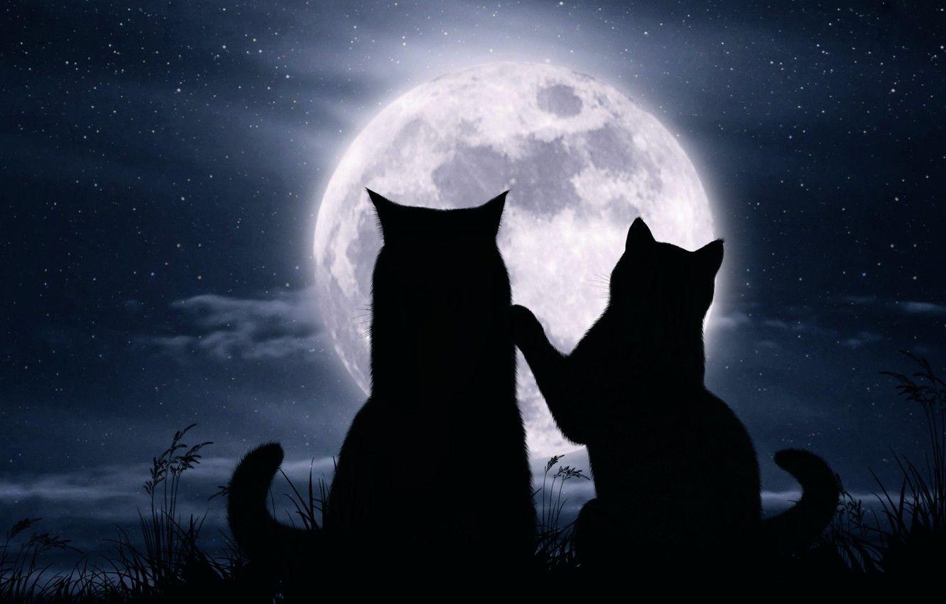 Kittens Romantic Night stars roof sky silhouette two full moon  kitties HD wallpaper  Peakpx