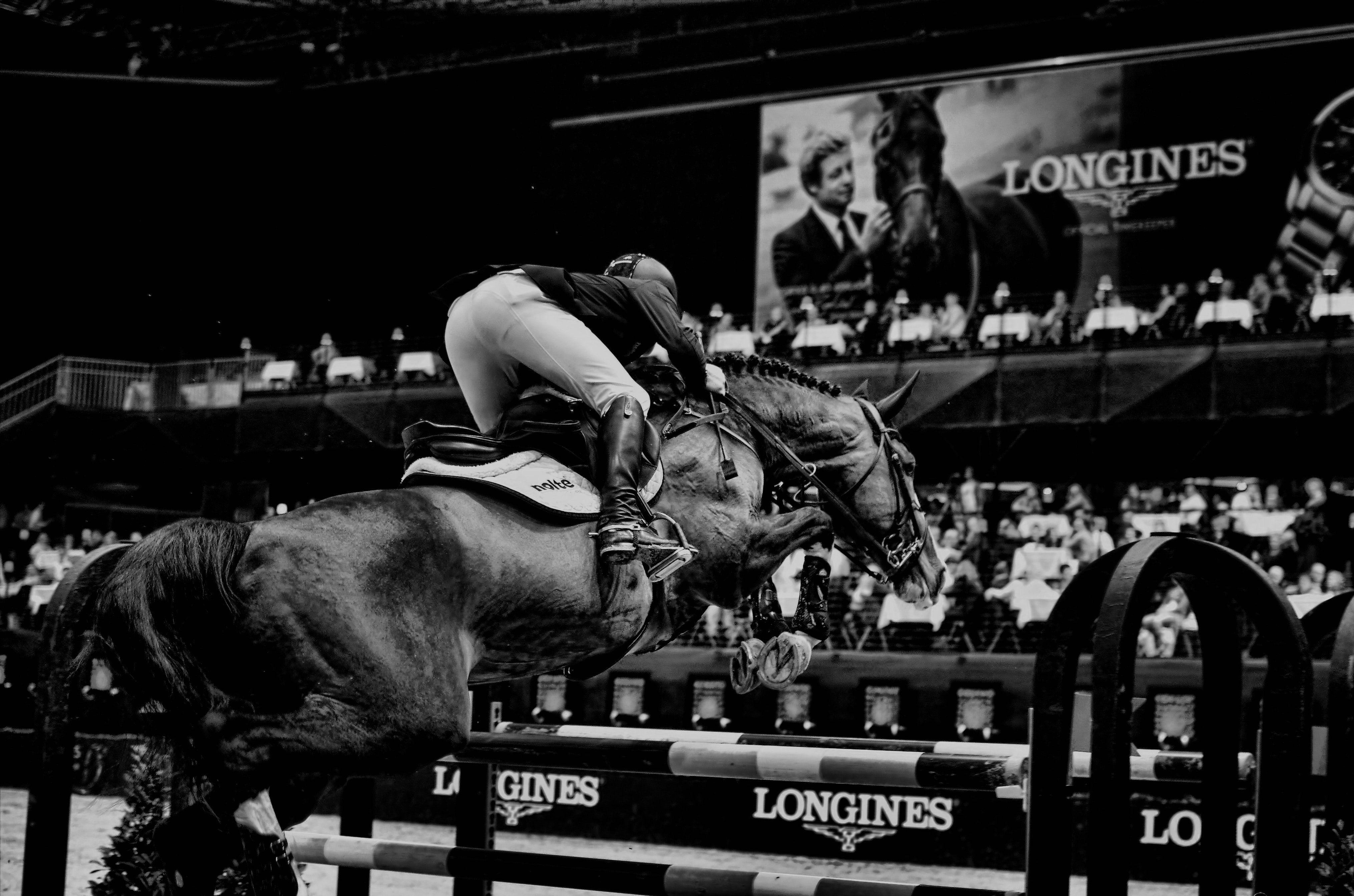 4058x2687 Free of basel, csi, horse