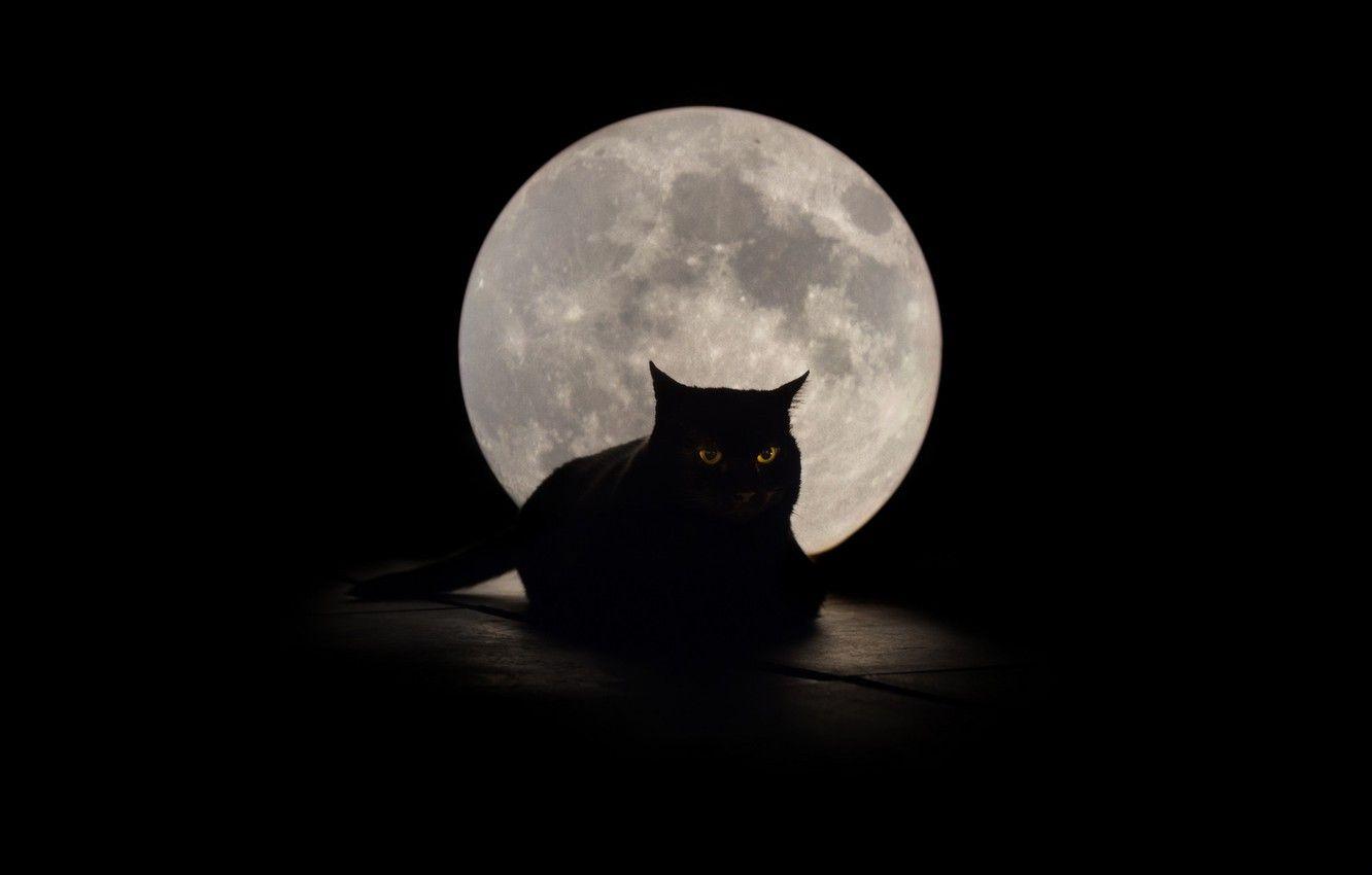 Cat and Moon Wallpapers - Top Free Cat and Moon Backgrounds