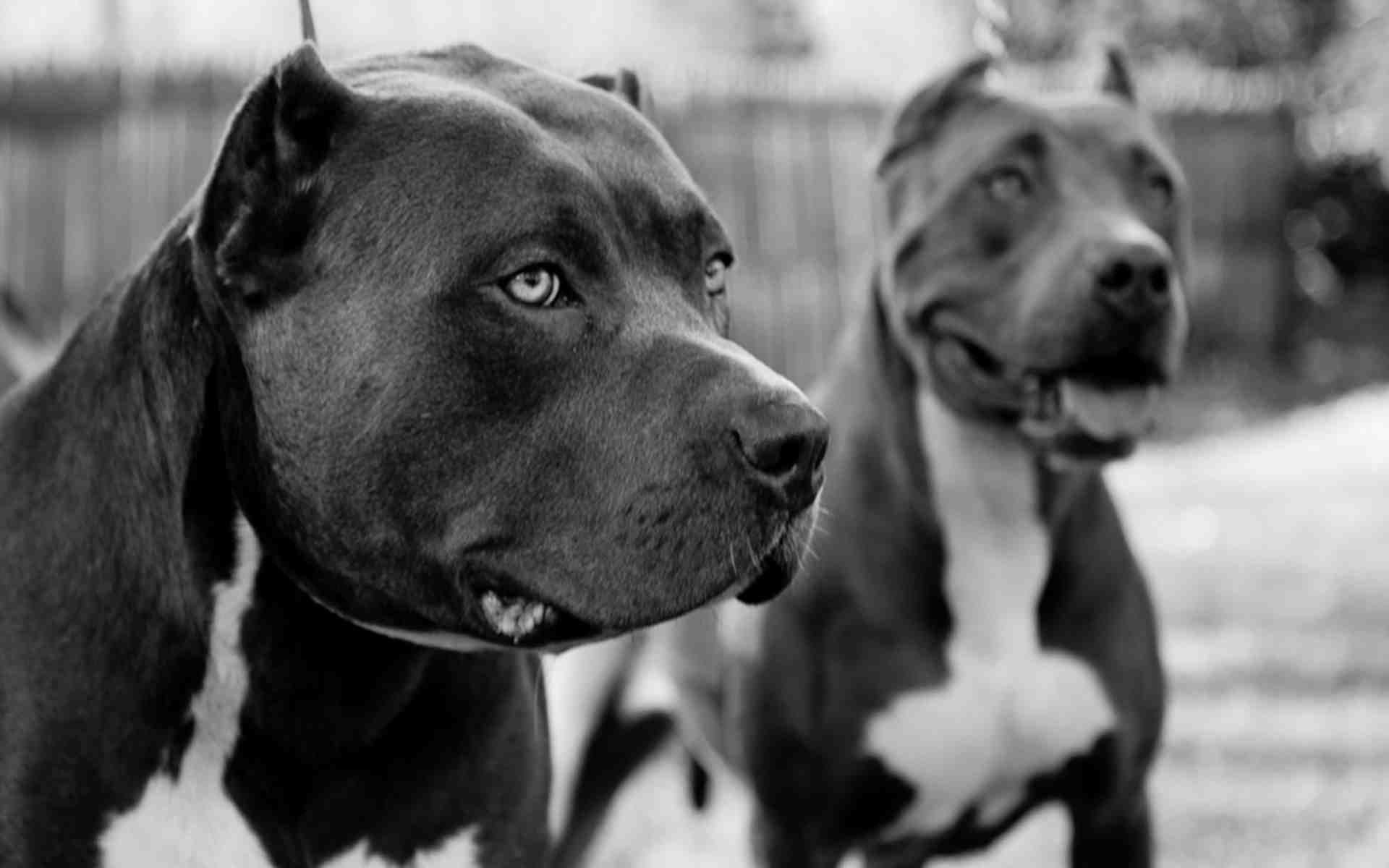 1920x1200 Pitbull Dog Wallpaper
