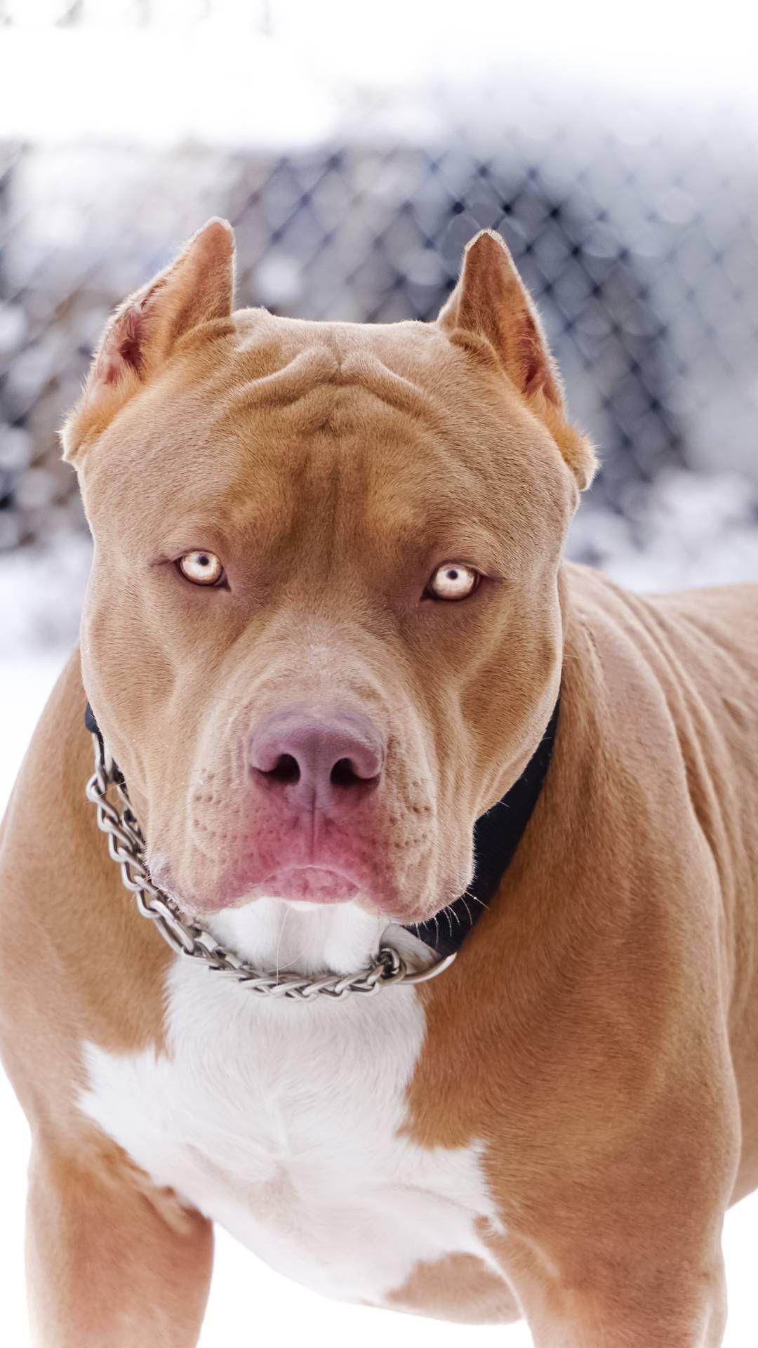 1080x1920 Rare Pitbull iPhone Wallpaper Dogs
