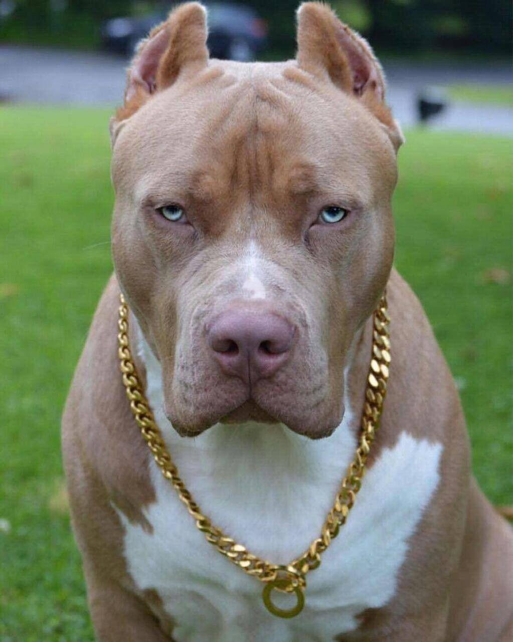 1024x1280 Pit Bull Terrier American Pitbull Wallpaper, Dog Games