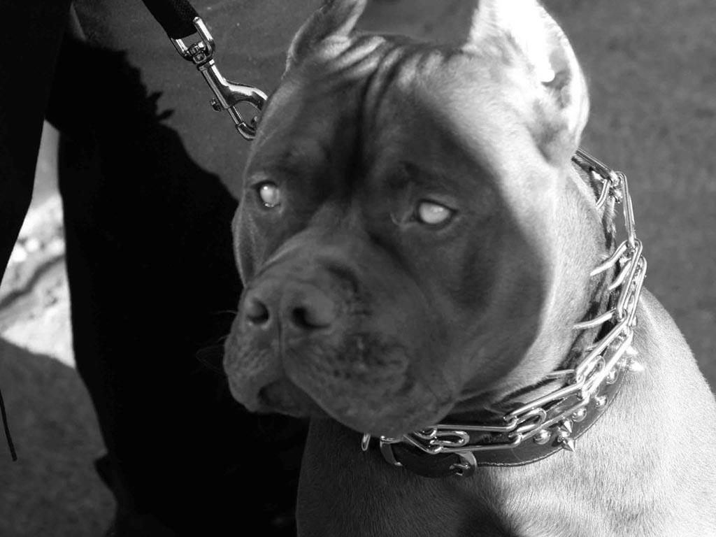 1024x768 Pitbull Pack 5 Dog Wallpaper for Android